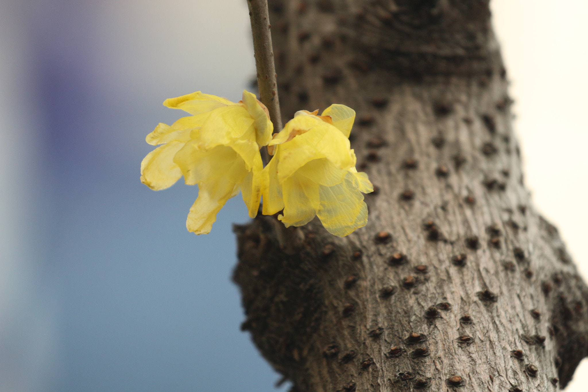 Canon EOS 700D (EOS Rebel T5i / EOS Kiss X7i) + Canon EF 70-200mm F4L USM sample photo. 照片 photography