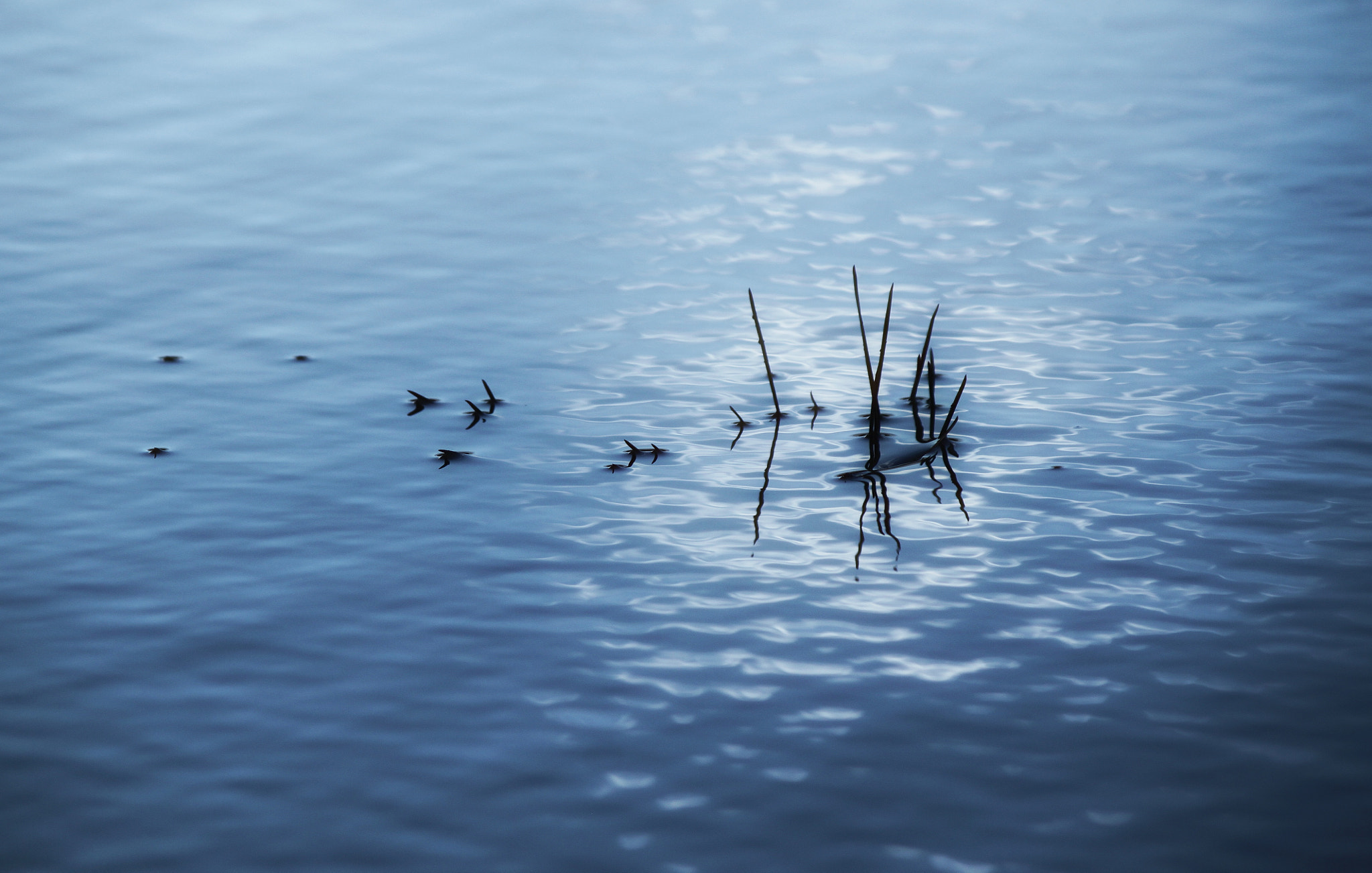 Canon EOS 500D (EOS Rebel T1i / EOS Kiss X3) sample photo. After the rain photography