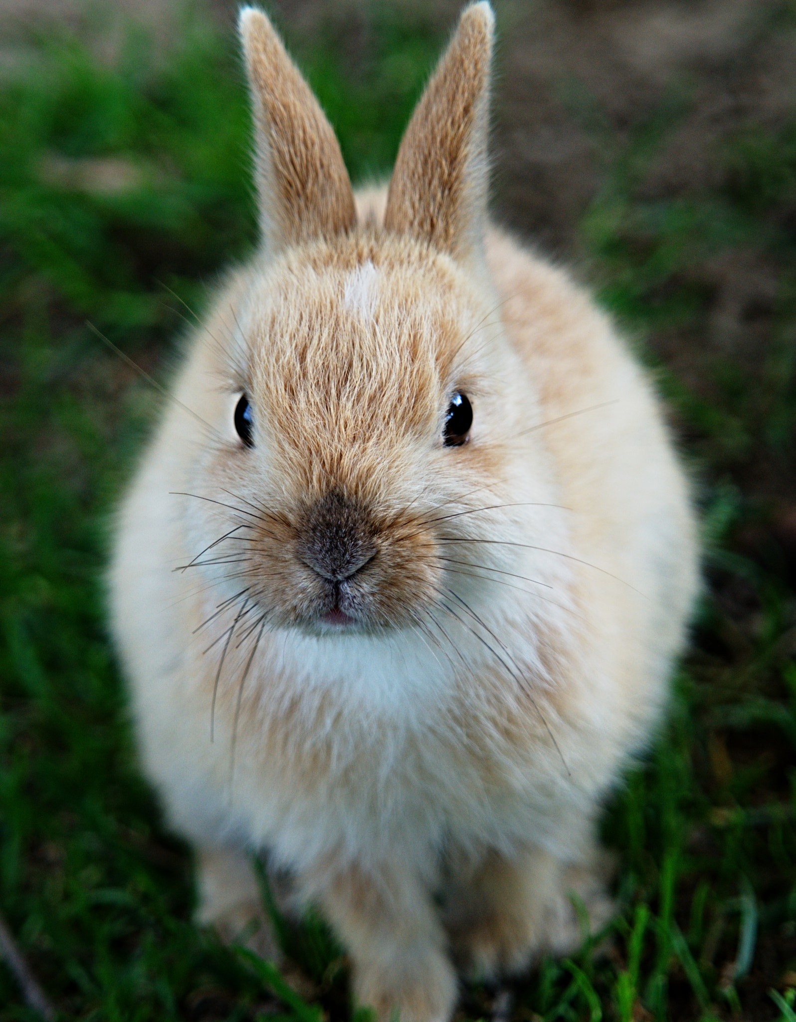 Sony FE 24-240mm F3.5-6.3 OSS sample photo. Little rabbit photography