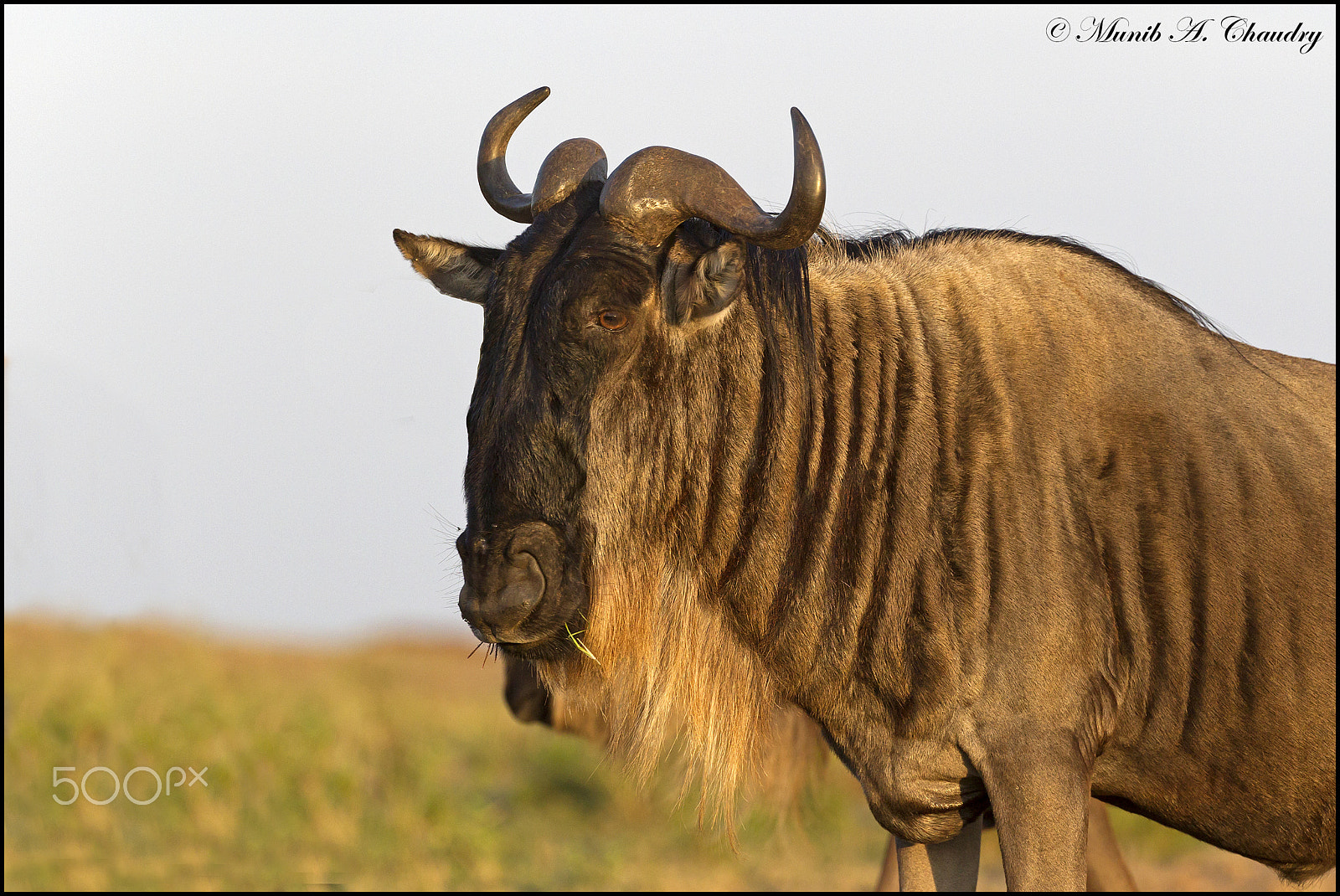 Canon EOS-1D Mark IV + Canon EF 200-400mm F4L IS USM Extender 1.4x sample photo. The golden gnu! photography