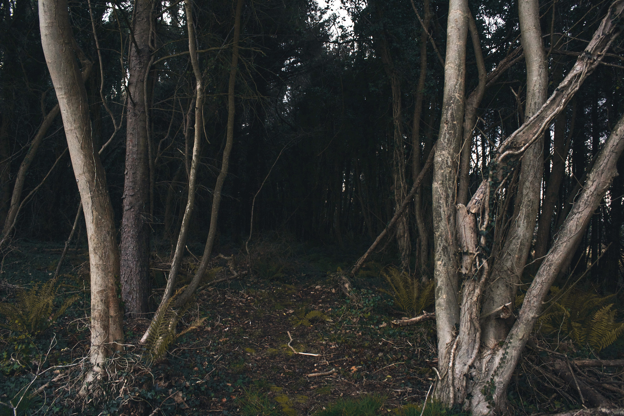 Canon EOS 40D sample photo. Into the woods photography