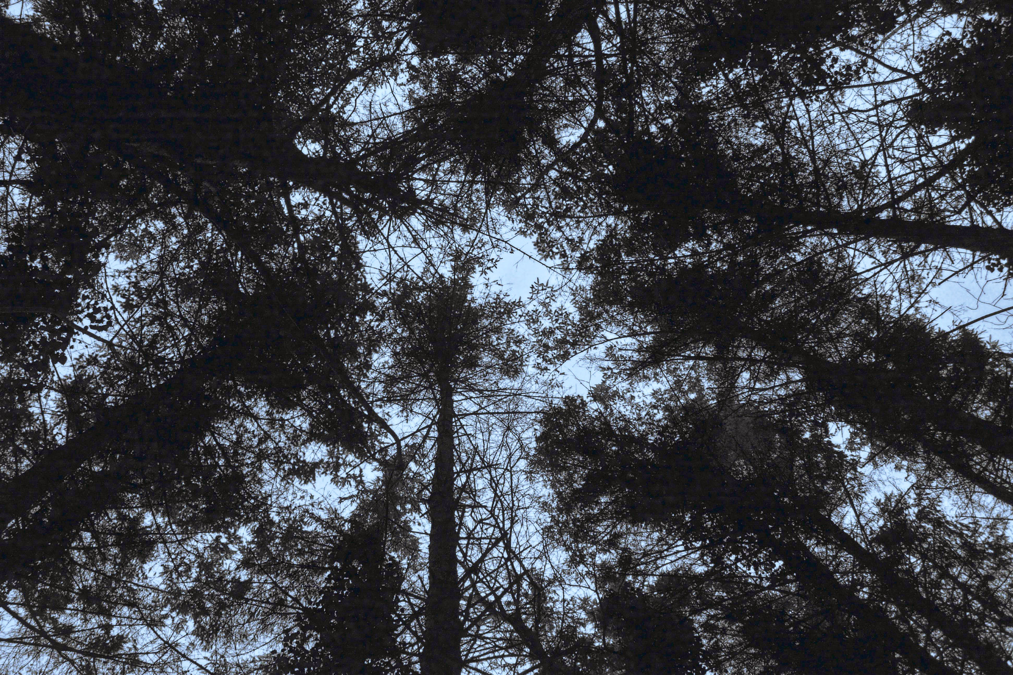 Canon EOS 40D sample photo. Look up photography