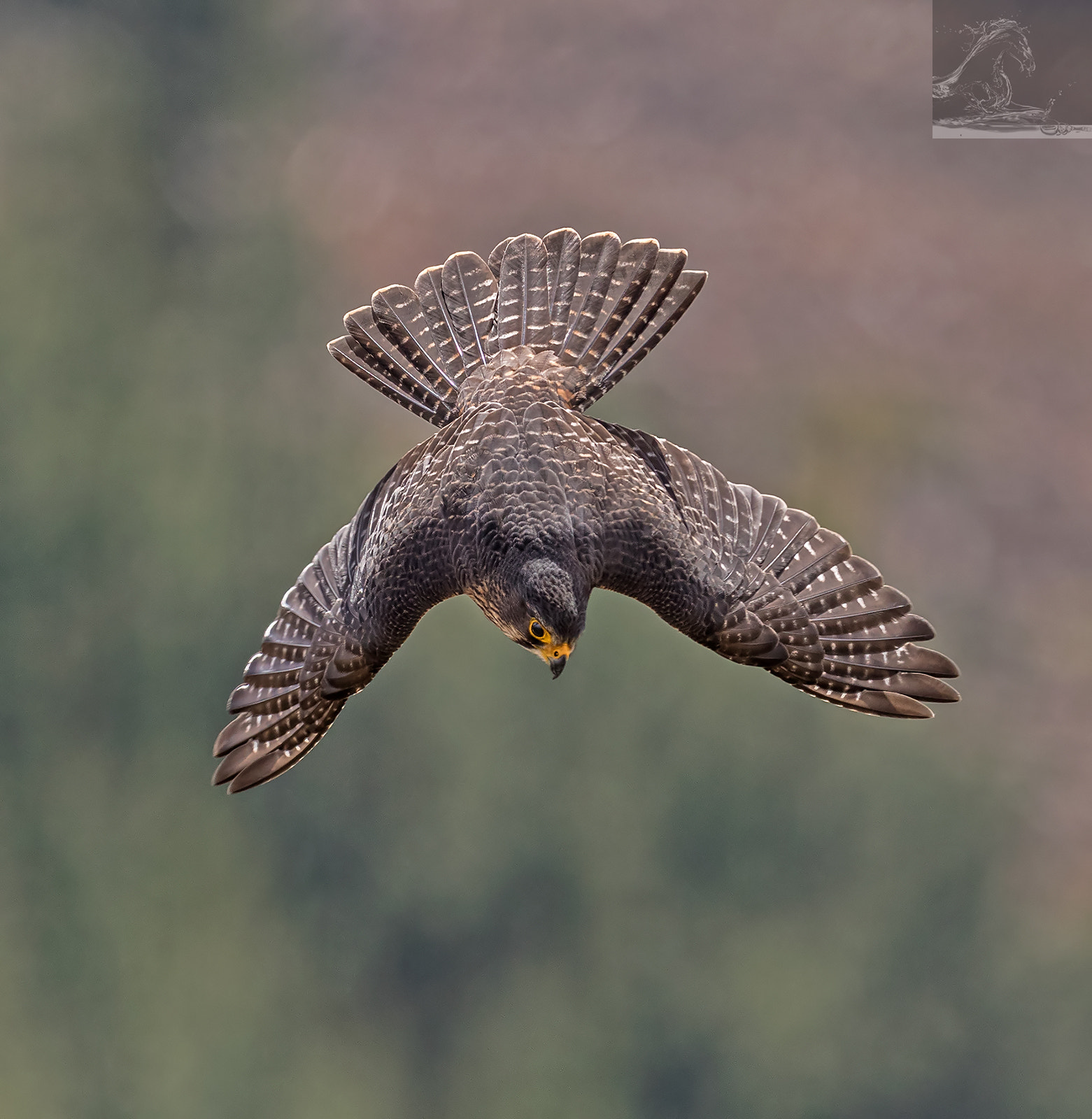 Canon EF 300mm F2.8L IS USM sample photo. Kārearea 91 photography
