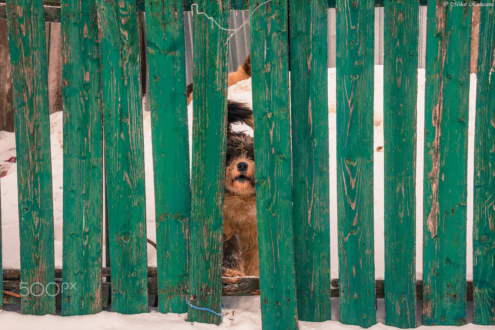 Canon EOS 60D sample photo. Stay away, human! photography