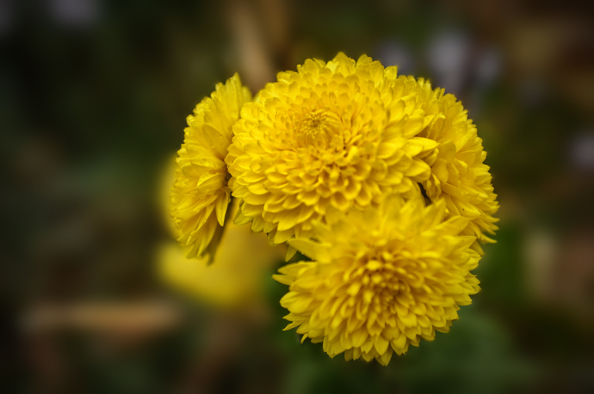AF Zoom-Nikkor 35-70mm f/2.8 sample photo. ... photography