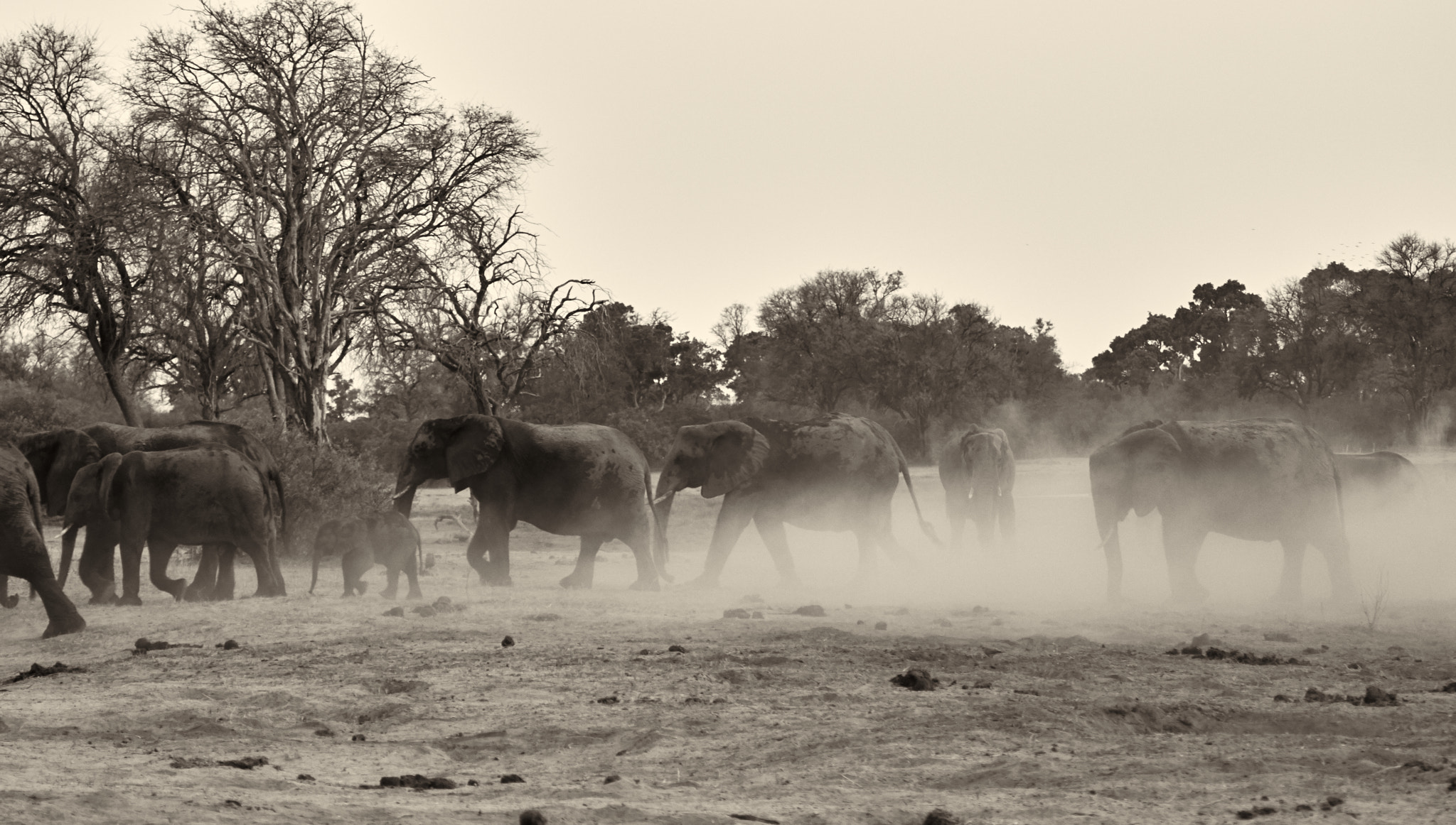 Canon EF 100-400mm F4.5-5.6L IS USM sample photo. Stop! elephant crossing photography
