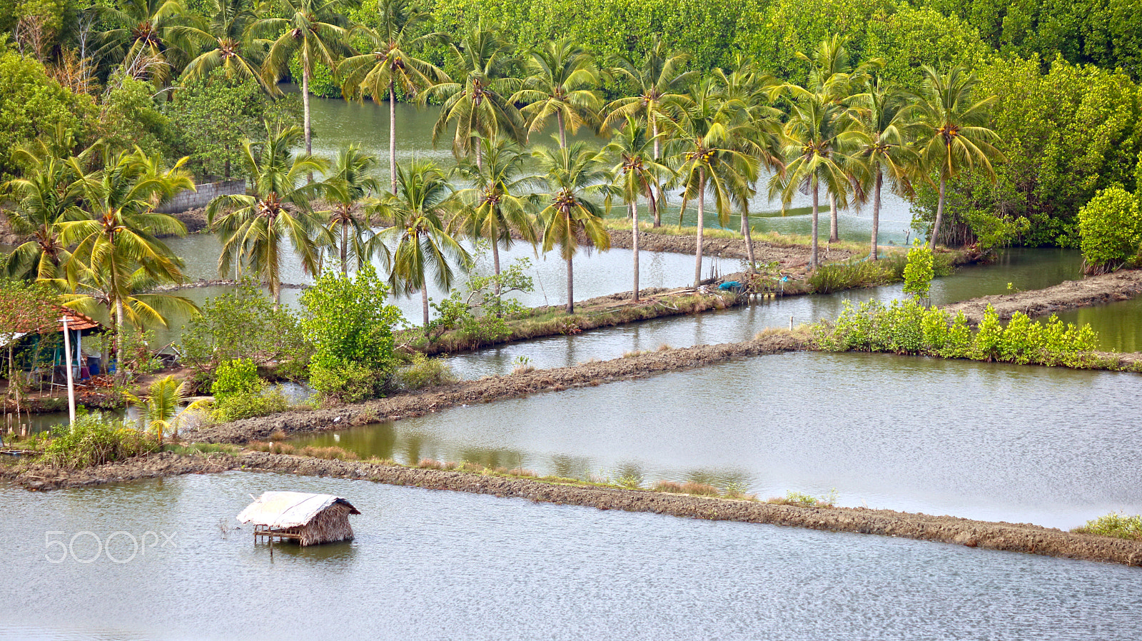 Canon EOS 750D (EOS Rebel T6i / EOS Kiss X8i) sample photo. Coconut trees photography