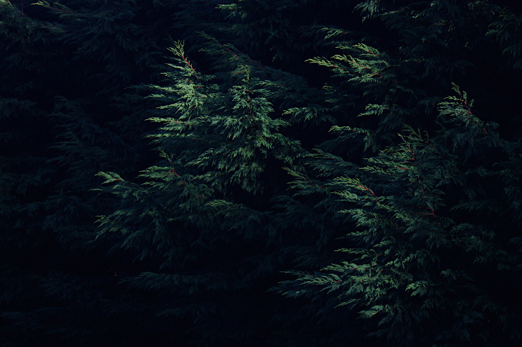 Canon EOS 40D sample photo. Trees photography