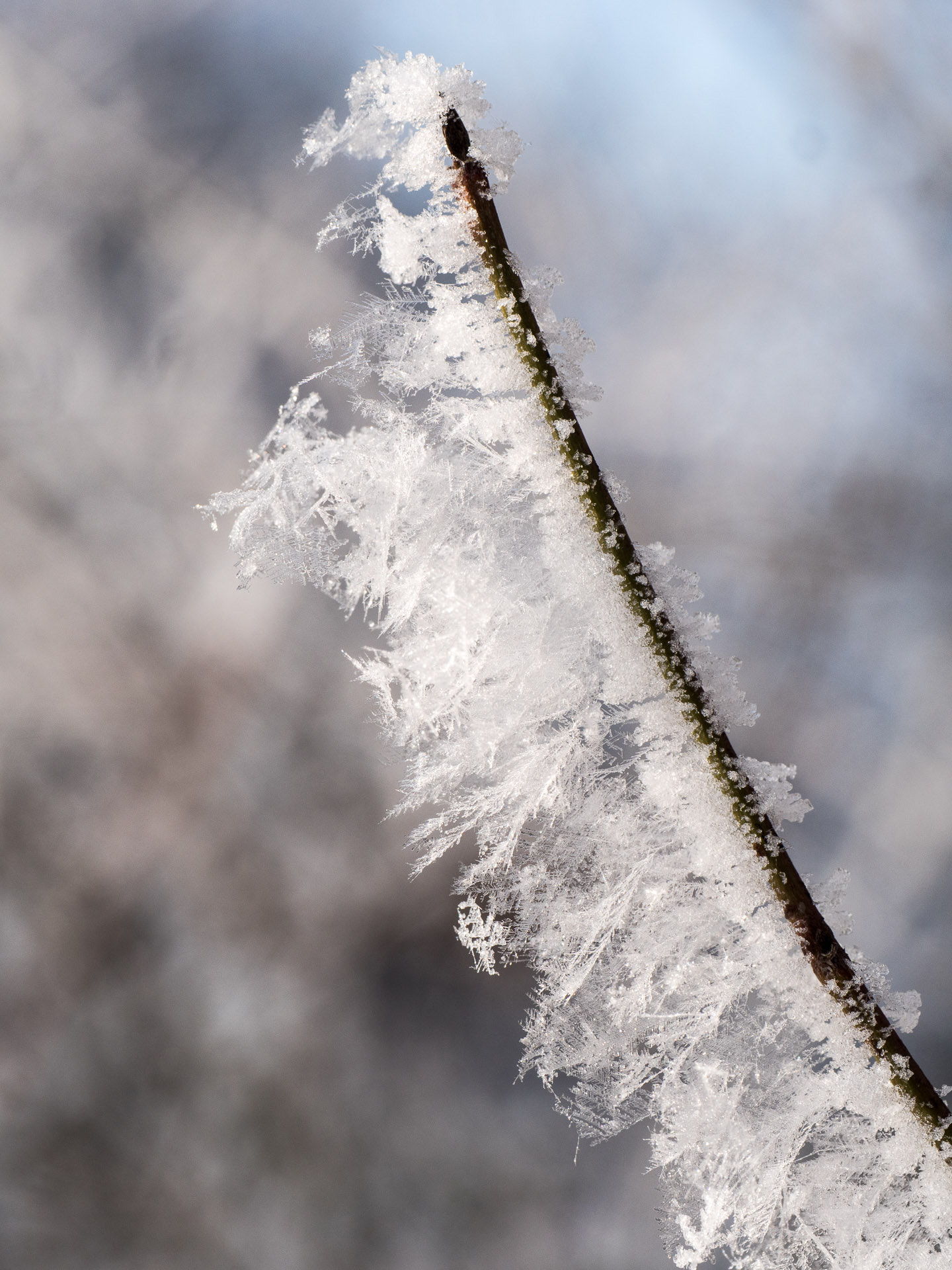 Panasonic Lumix DMC-GH4 + Panasonic Leica DG Macro-Elmarit 45mm F2.8 ASPH OIS sample photo. Glaced frost photography