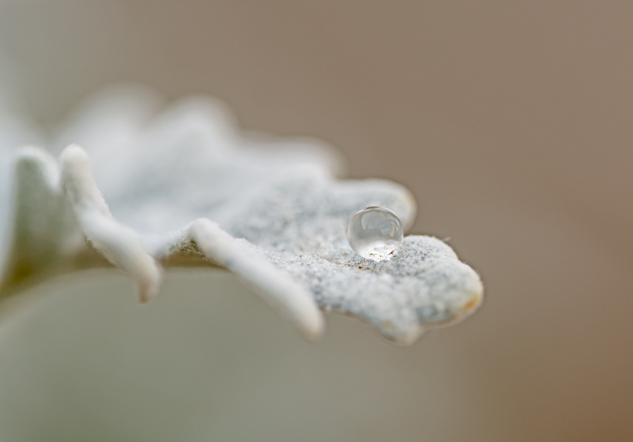 Nikon D800 sample photo. Como gota de rocio photography