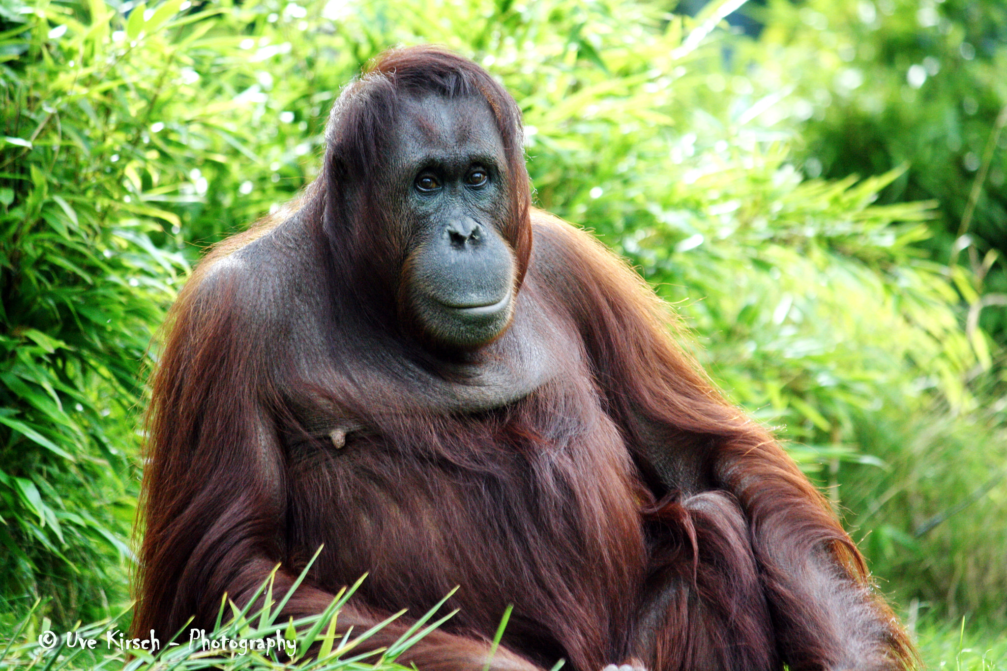 Canon EF-S 55-250mm F4-5.6 IS sample photo. Orangutang photography