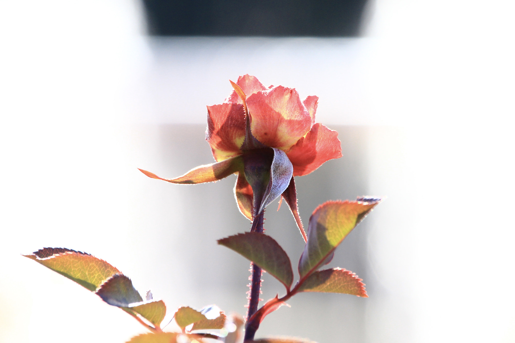 Canon EOS 700D (EOS Rebel T5i / EOS Kiss X7i) + Canon EF-S 55-250mm F4-5.6 IS STM sample photo. A rose in the icy wind photography