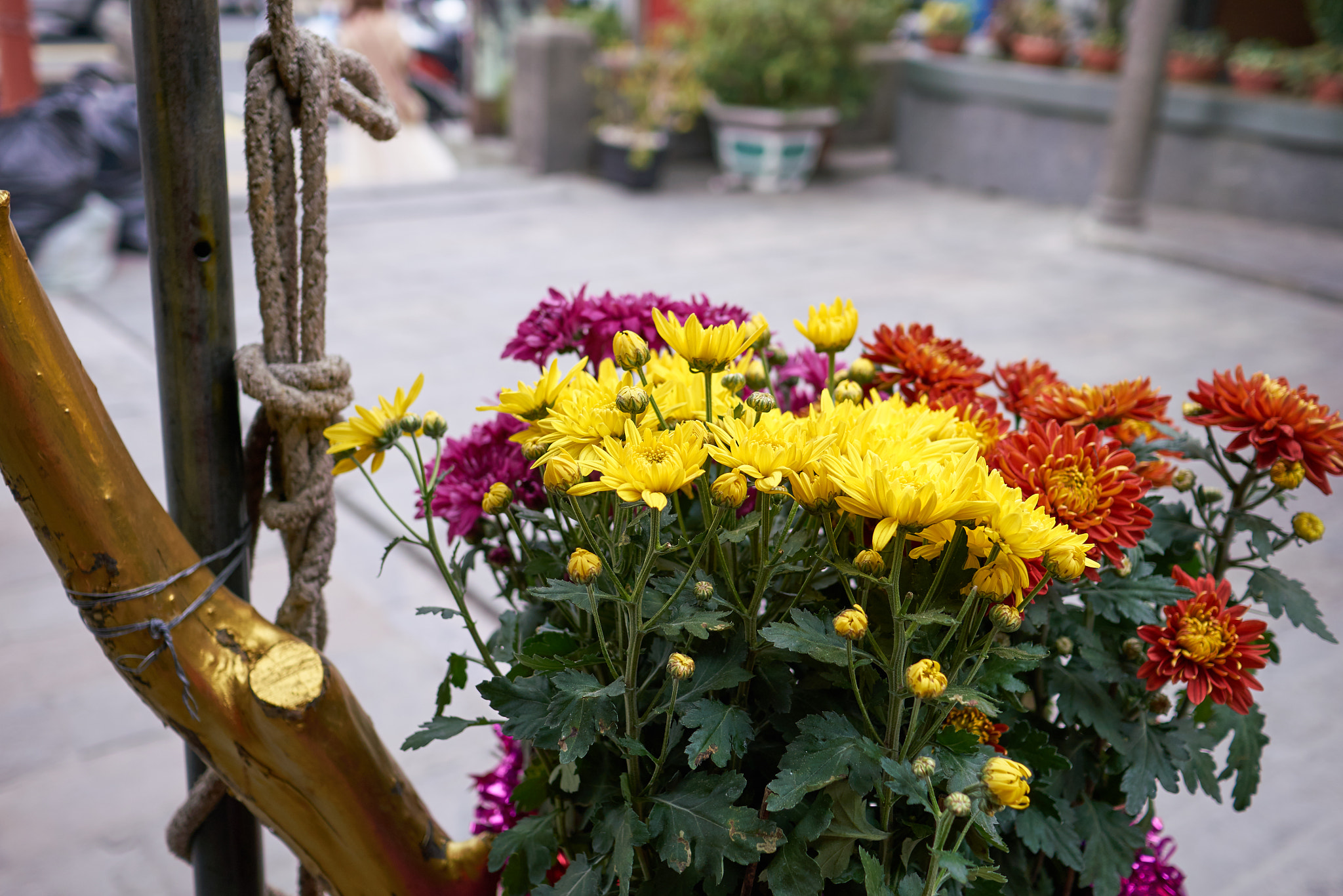 Sony Sonnar T* E 24mm F1.8 ZA sample photo. 31702495193.jpg photography
