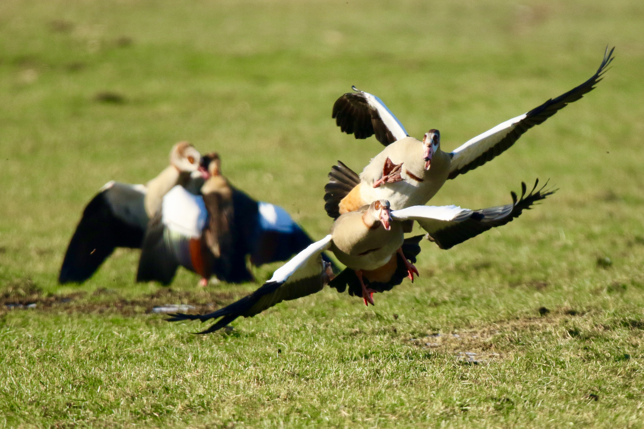 Sigma 150mm f/2.8 EX DG OS HSM APO Macro sample photo. Egyptian geese..........the battle for a piece of  ... photography