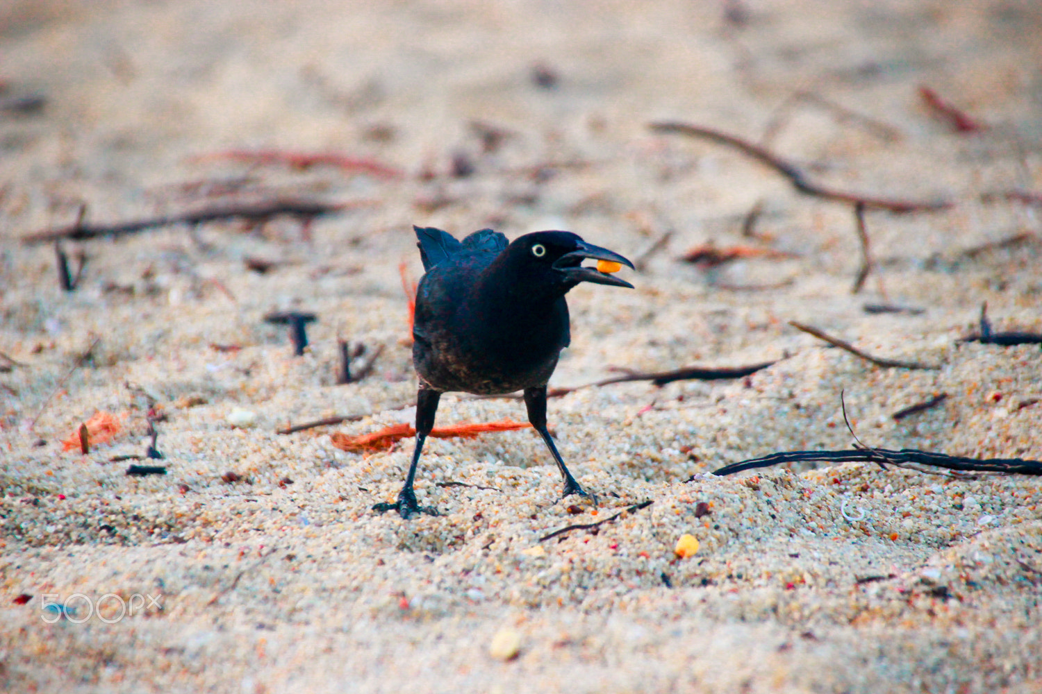 Sigma 18-250mm F3.5-6.3 DC OS HSM sample photo. Parque tayrona colombia photography