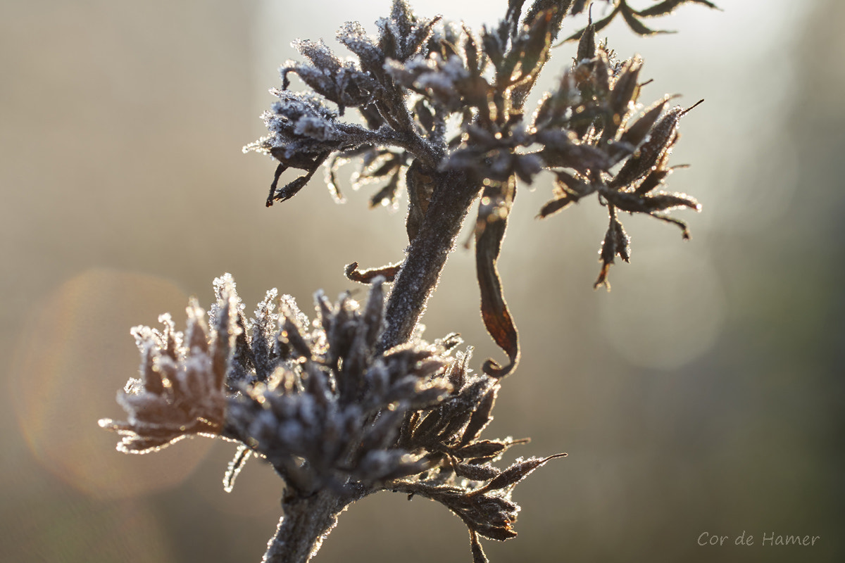 Sony a99 II + Tamron SP AF 90mm F2.8 Di Macro sample photo. Overblown butterfly-bush in winter photography
