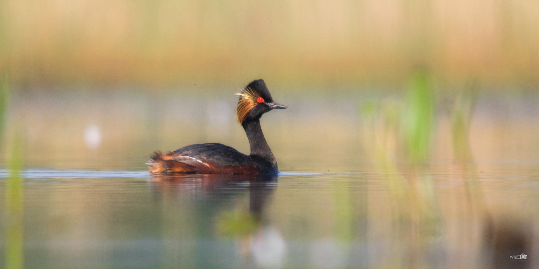 Sigma 150-500mm F5-6.3 DG OS HSM sample photo. Black necked grebe photography