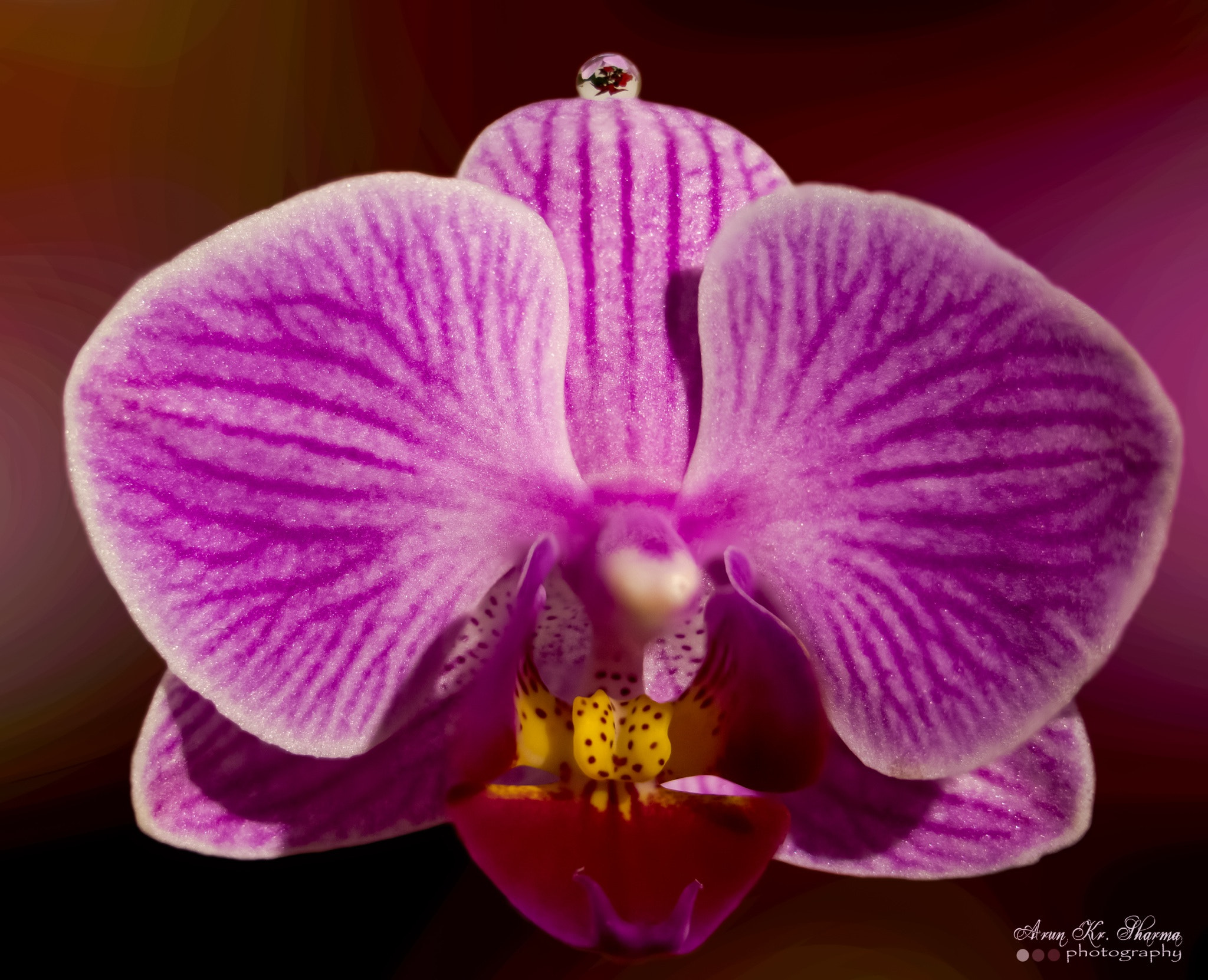 Canon EF-S 60mm F2.8 Macro USM sample photo. Drop on orkide flower photography