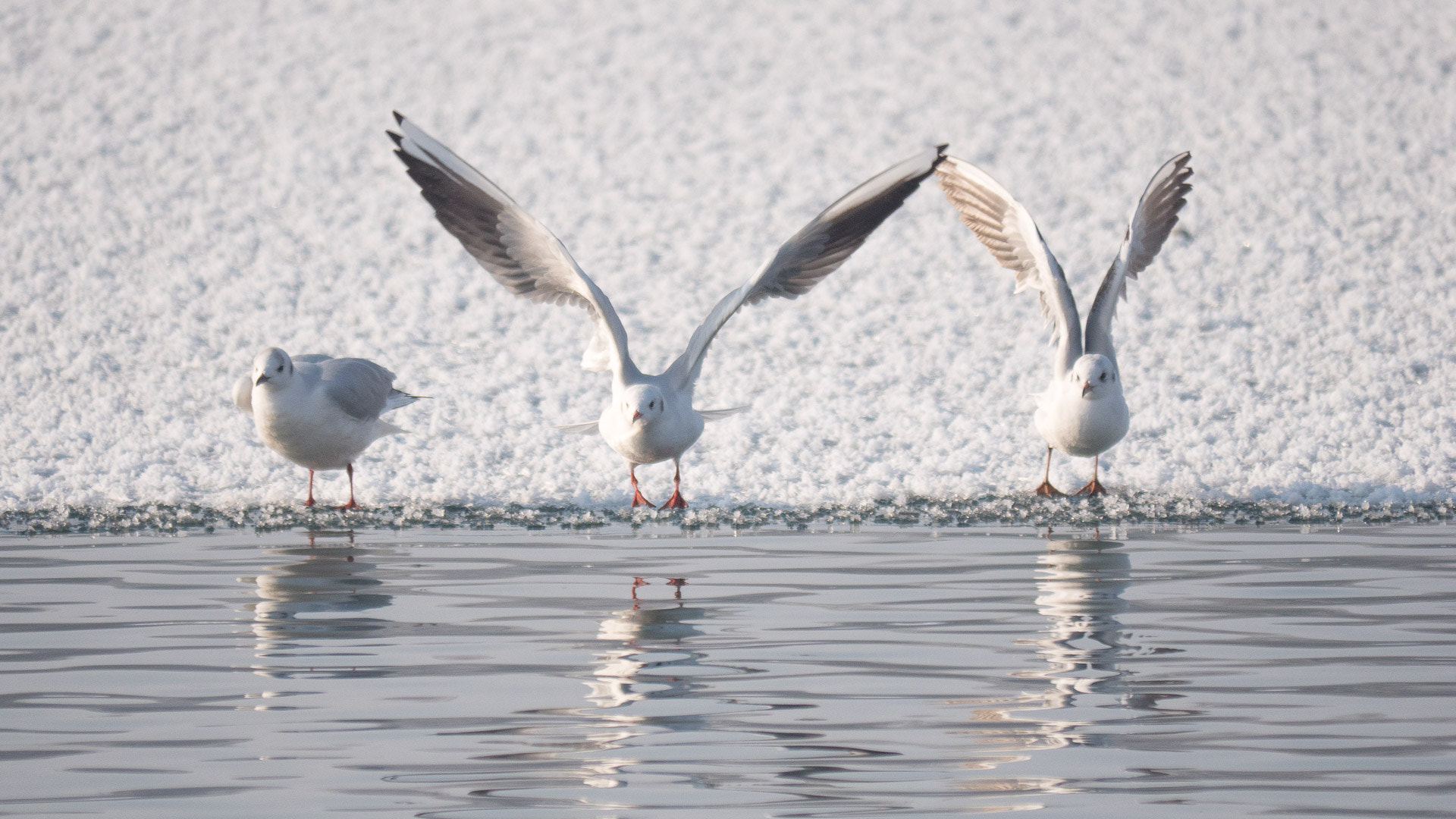 Panasonic Lumix DMC-GH4 sample photo. Flying start photography