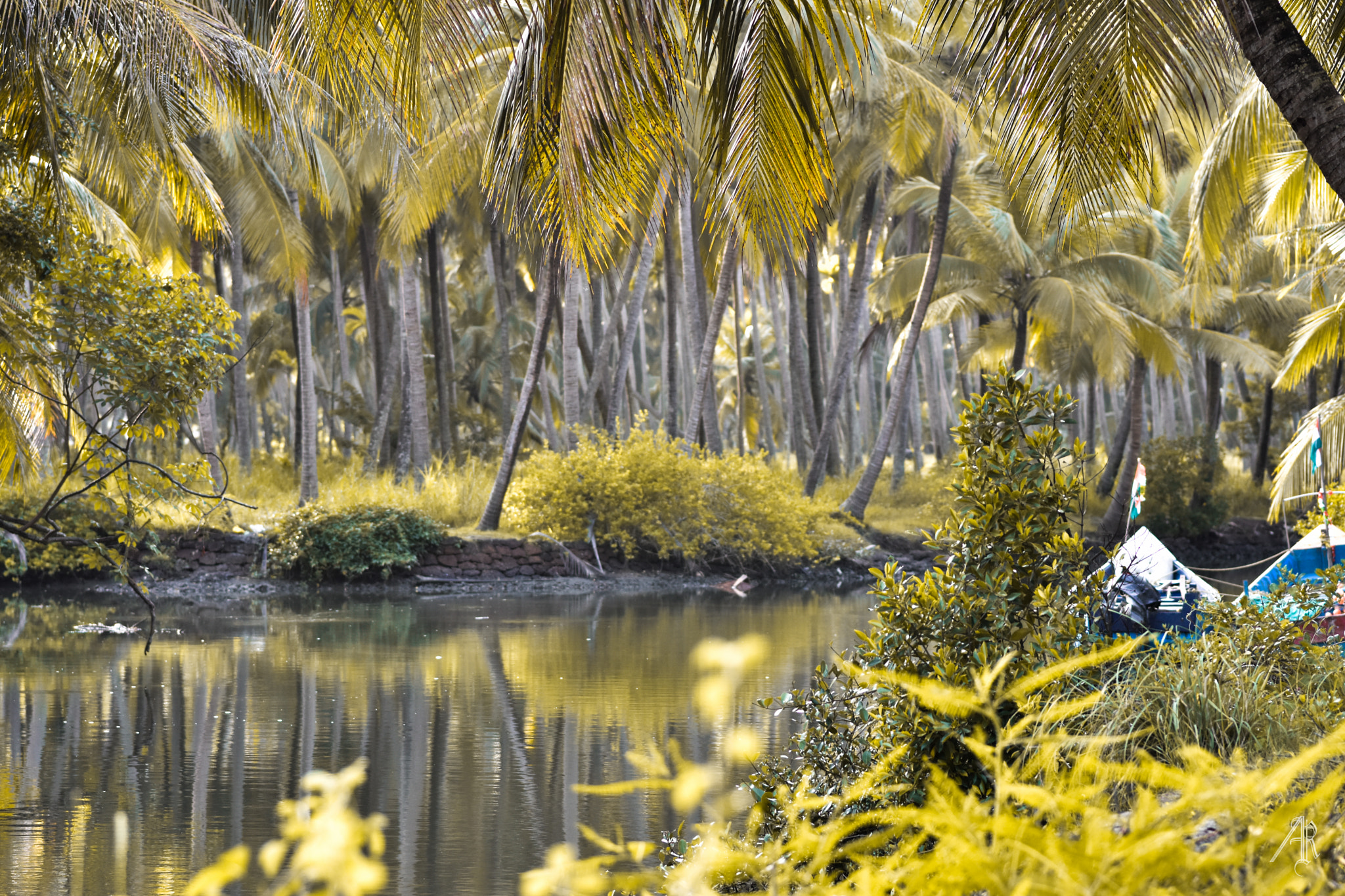 Nikon D7200 + Sigma 105mm F2.8 EX DG Macro sample photo. Gods own country,kerala photography