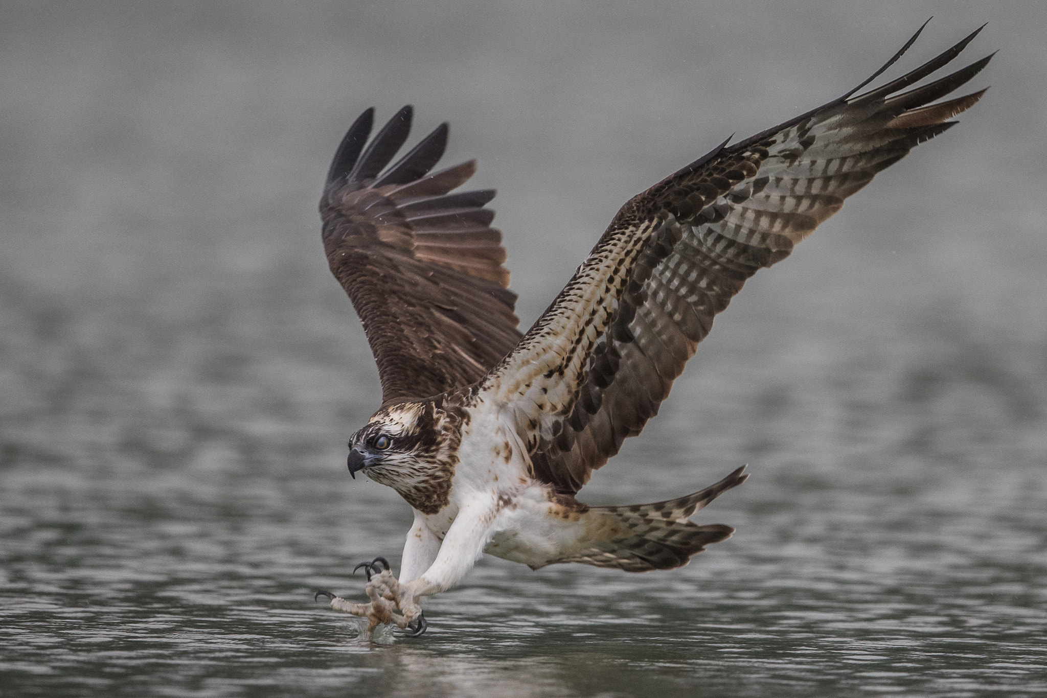 Canon EF 600mm F4L IS II USM sample photo. Neo photography