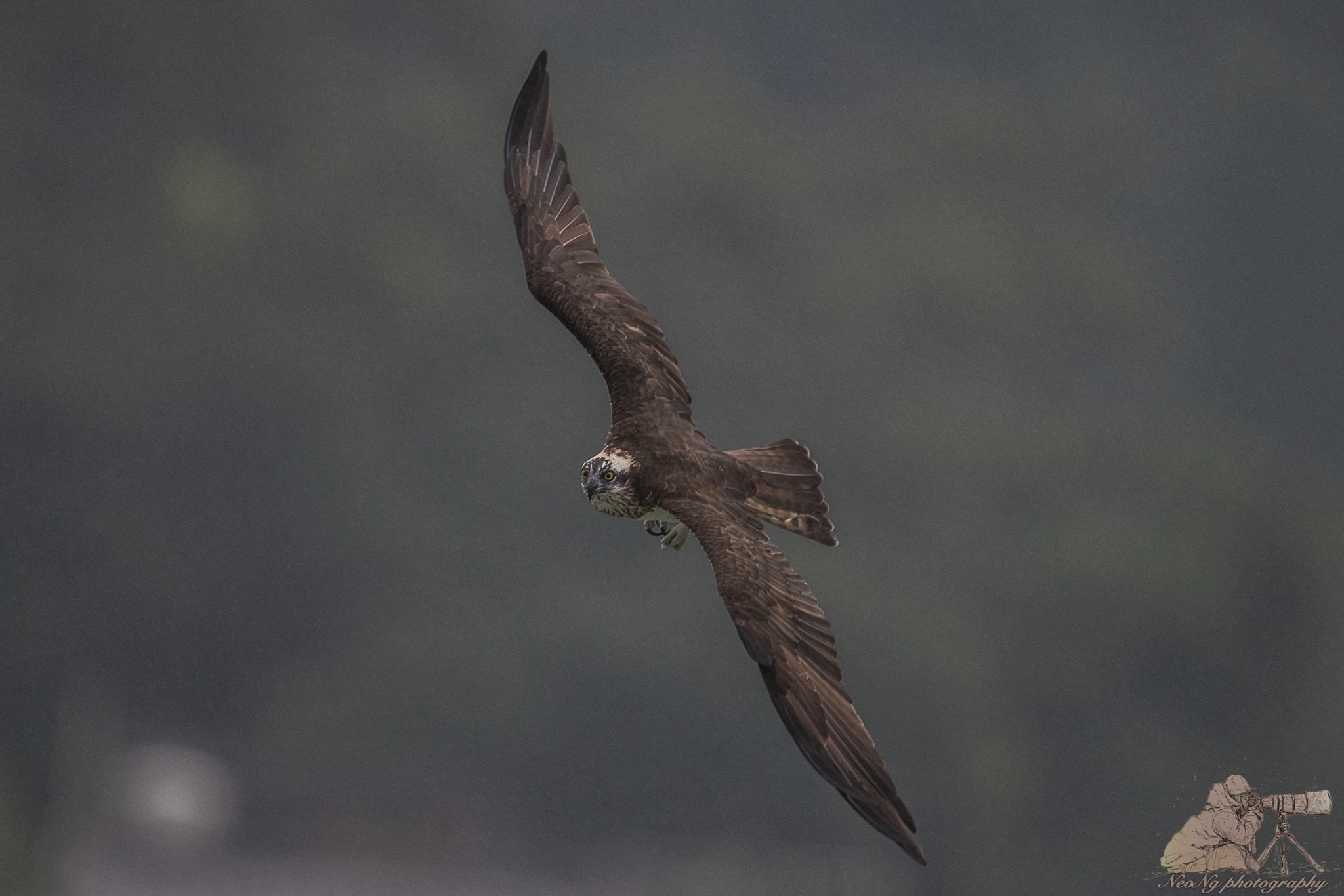 Canon EF 600mm F4L IS II USM sample photo. Neo photography
