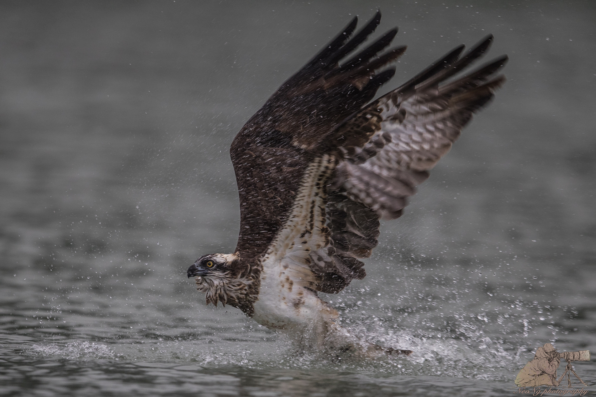 Canon EF 600mm F4L IS II USM sample photo. Neo photography