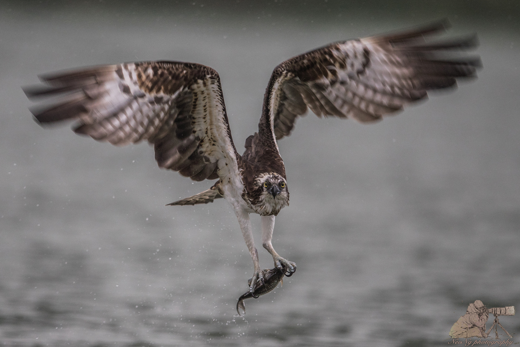 Canon EF 600mm F4L IS II USM sample photo. Neo photography