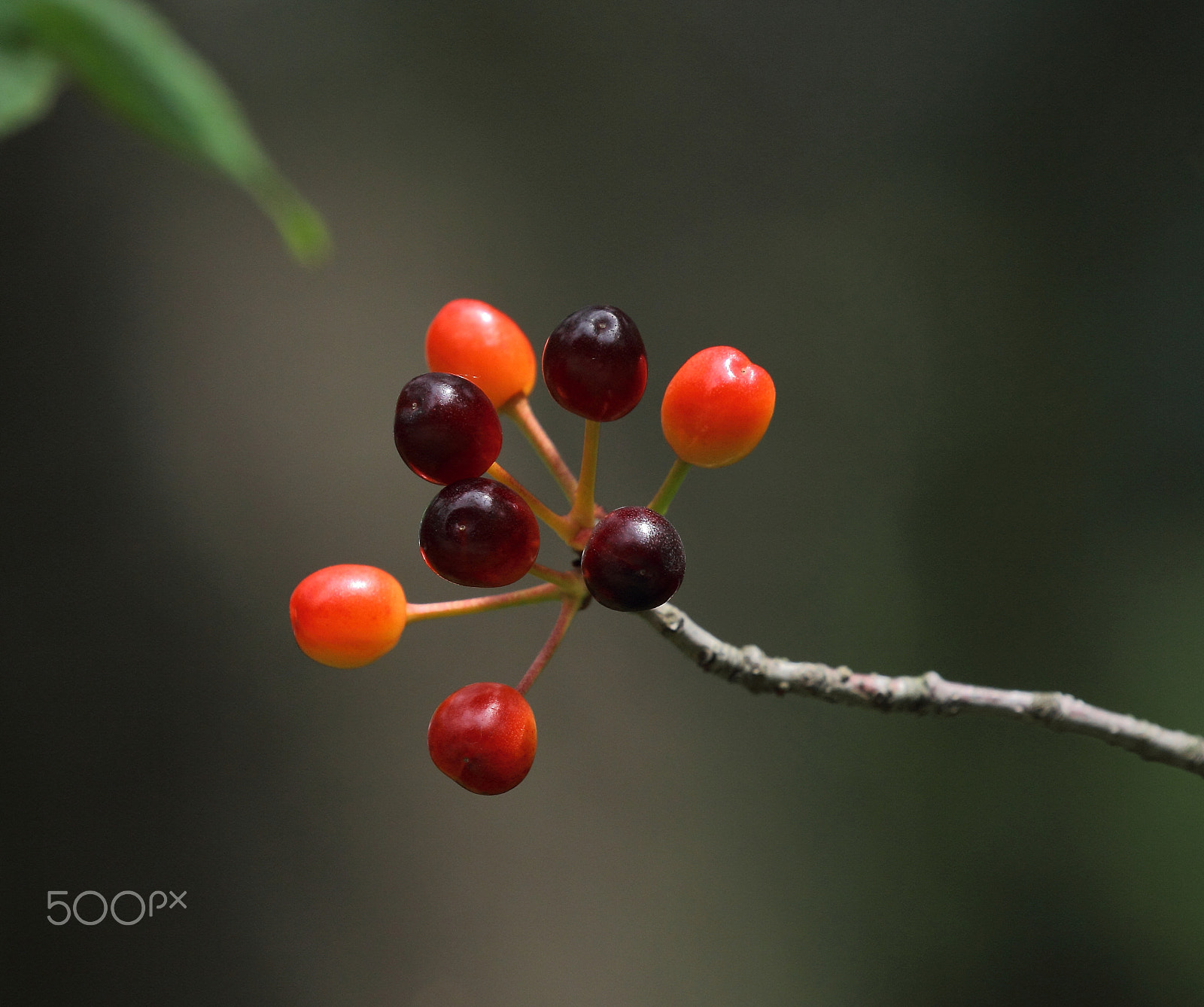 Canon EOS 60D sample photo. Img photography