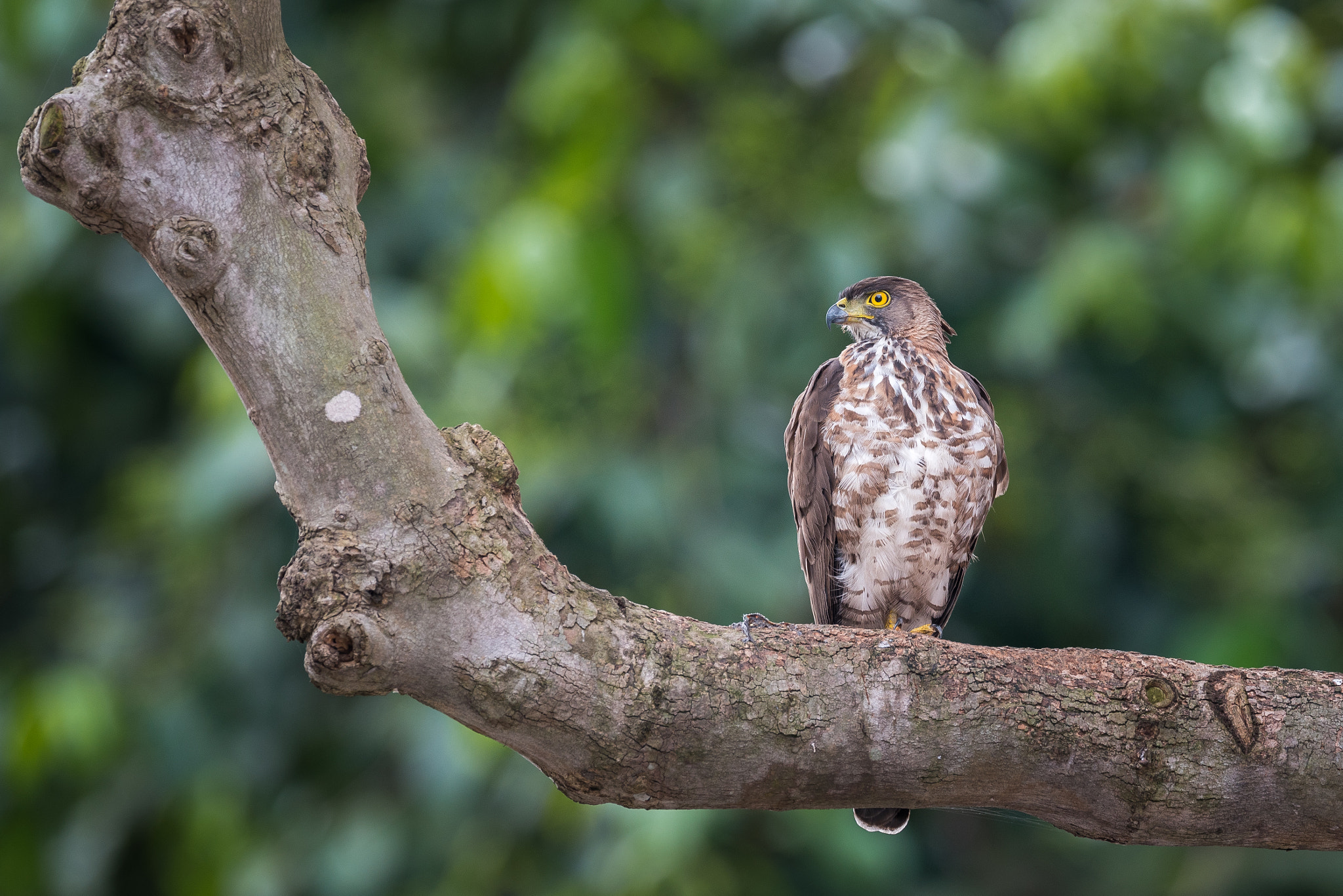 Nikon AF-S Nikkor 600mm F4E FL ED VR sample photo. Crested goshawk photography