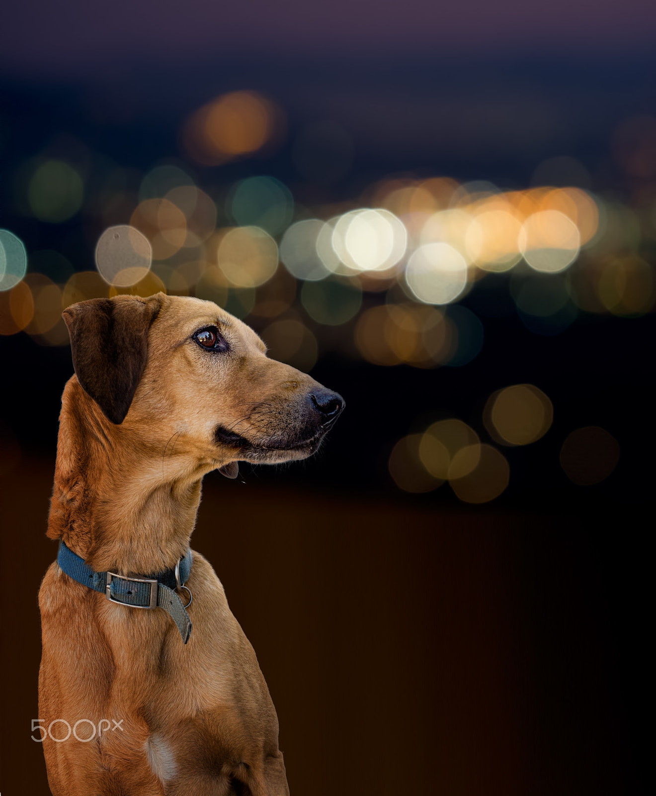 Olympus OM-D E-M5 + Panasonic Lumix G Vario 14-45mm F3.5-5.6 ASPH OIS sample photo. Dog by night, urban light bokeh background. photography
