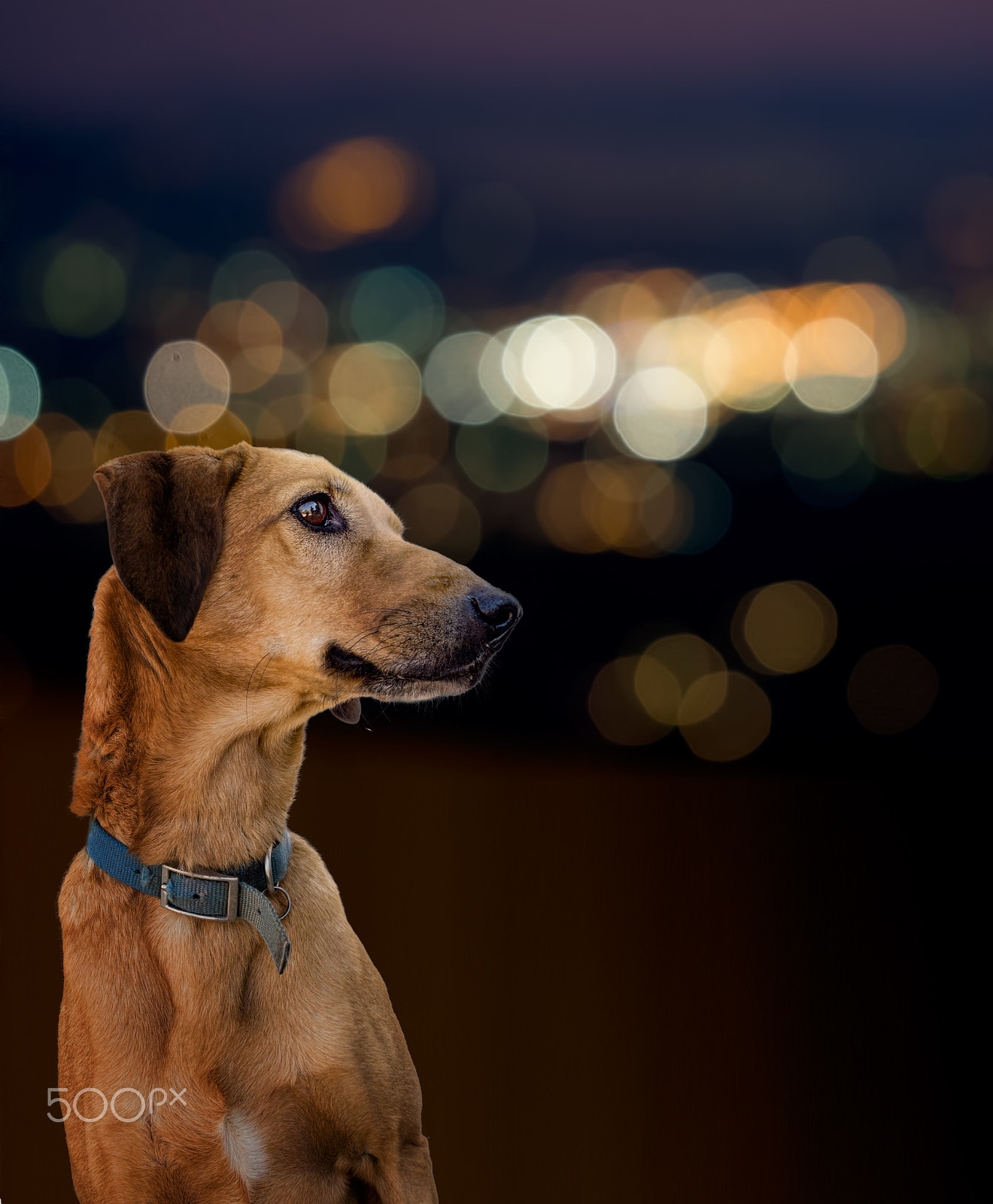 Olympus OM-D E-M5 sample photo. Dog by night, urban light bokeh background. photography