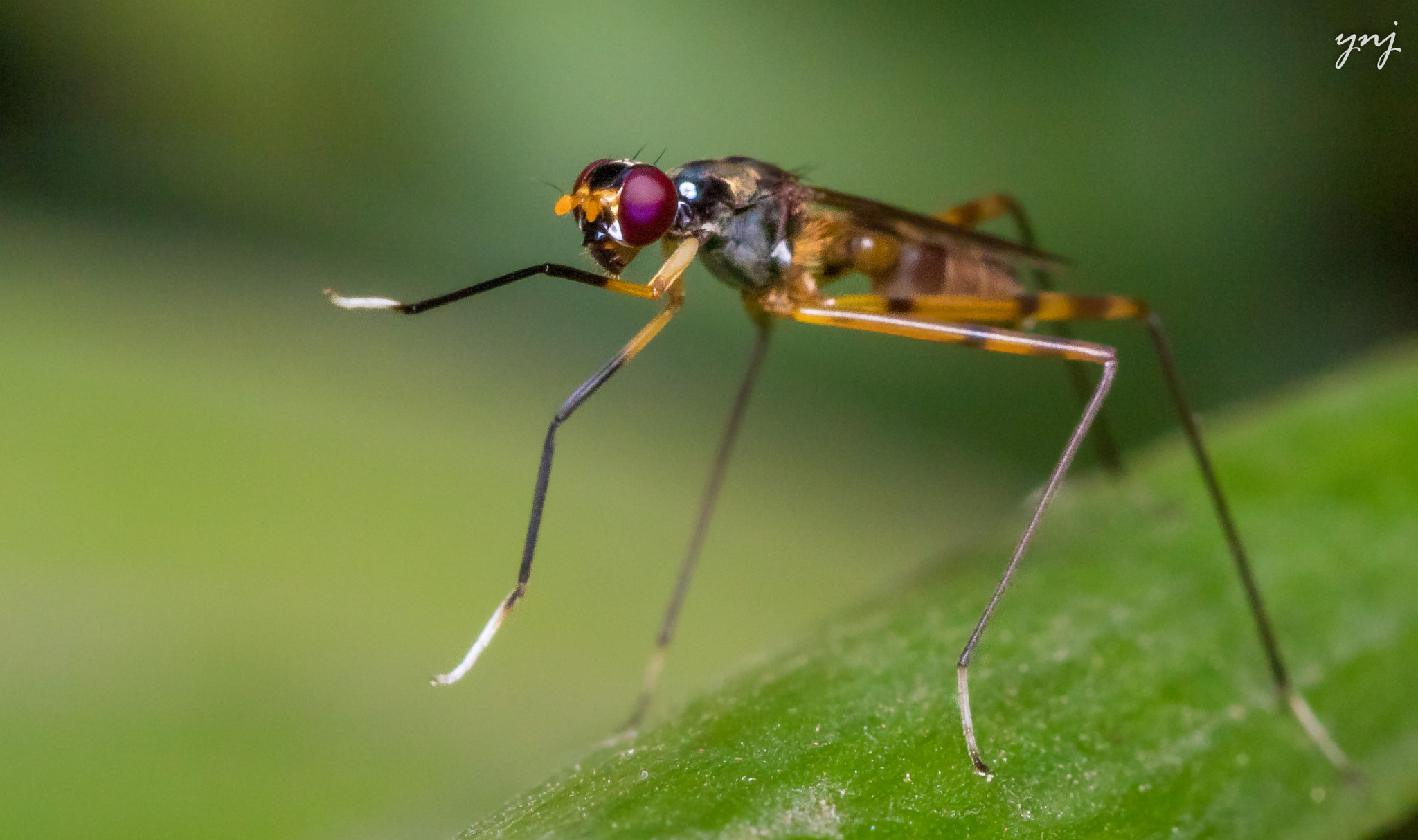 Canon EF 100mm F2.8 Macro USM sample photo. Gimmi a hi-fi photography