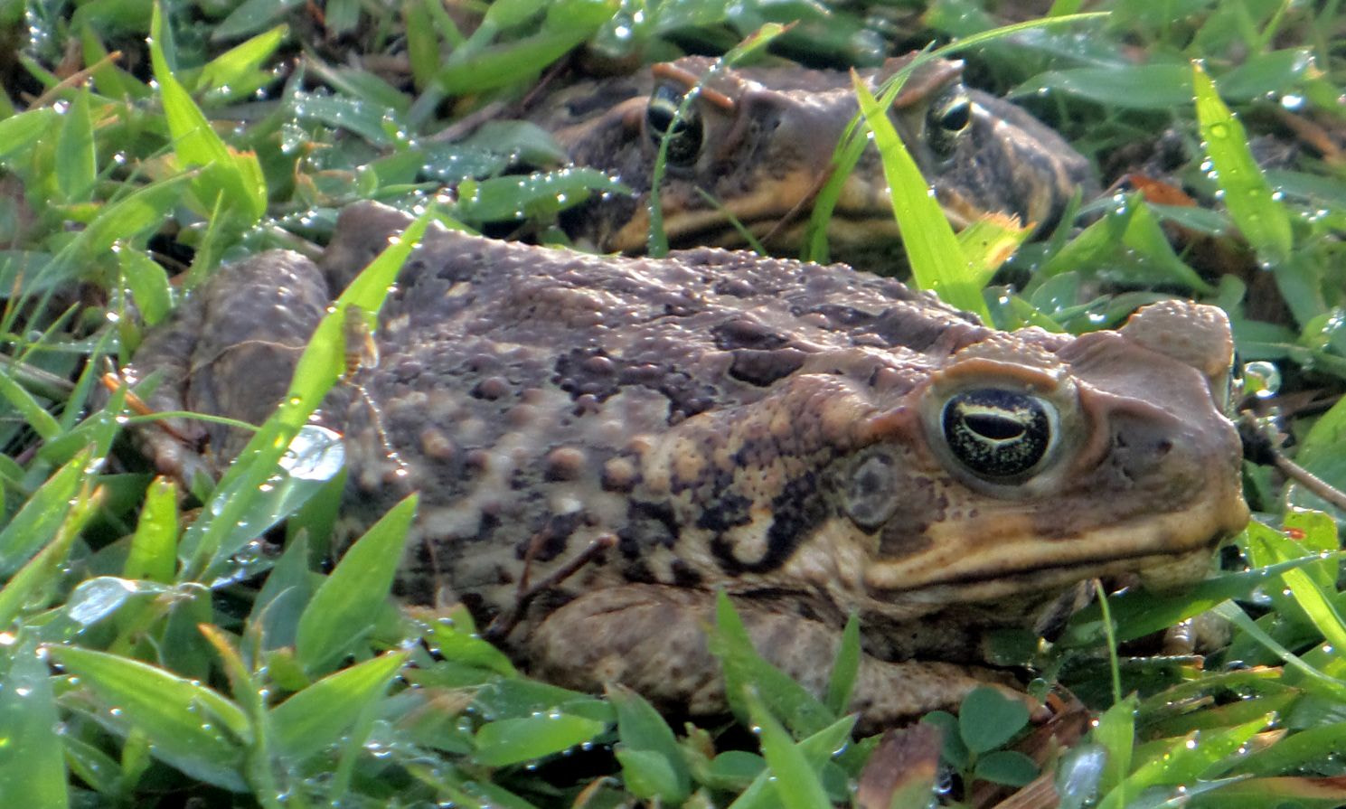 Sony Cyber-shot DSC-TF1 sample photo. Cane toad photography