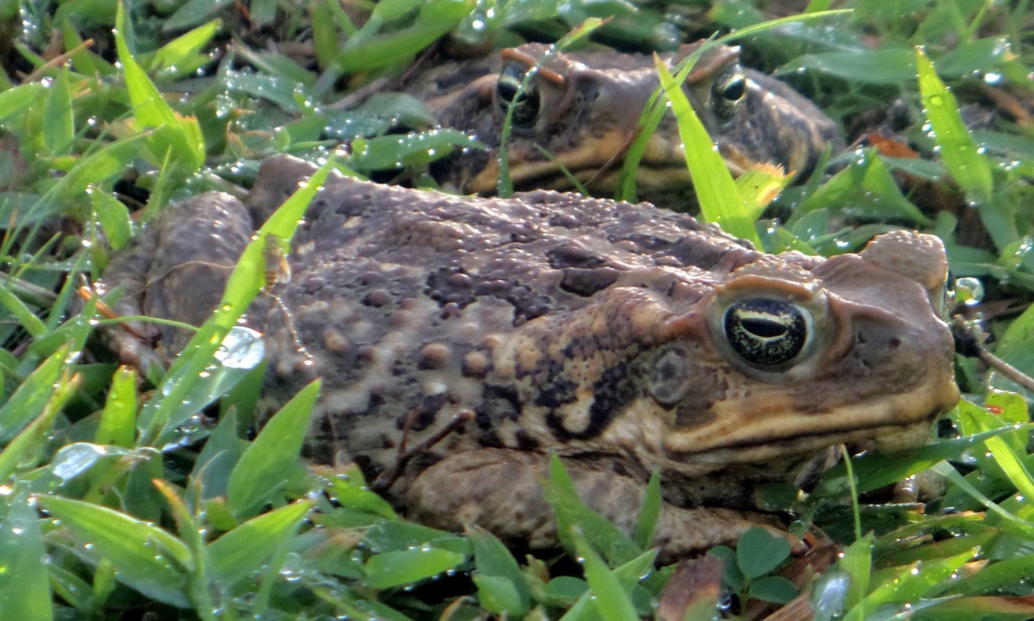 Sony Cyber-shot DSC-TF1 sample photo. Cane toad photography