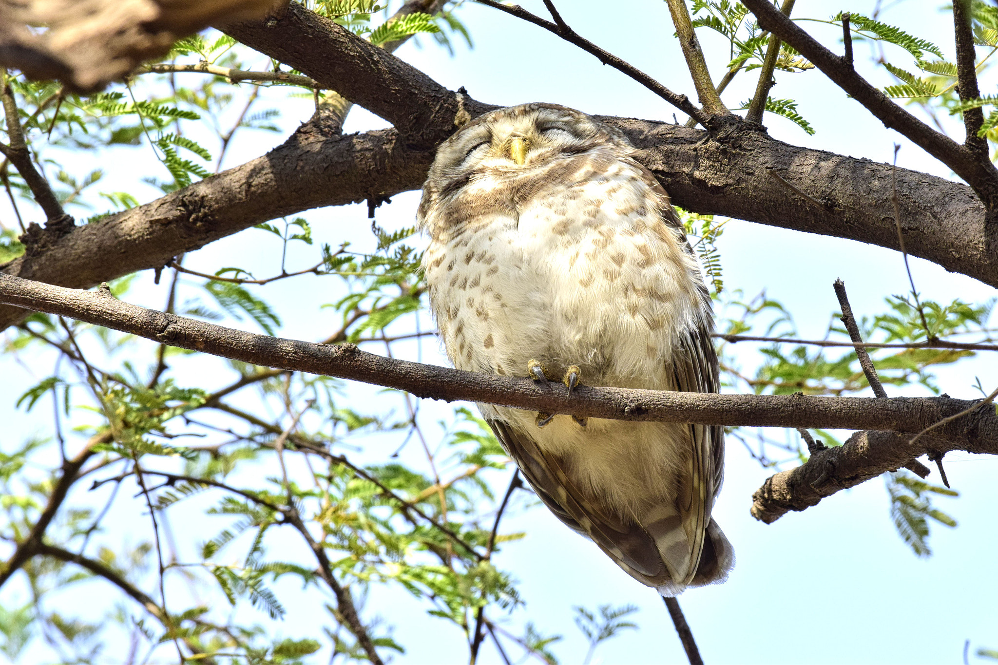Nikon AF-S Nikkor 200-500mm F5.6E ED VR sample photo. Dsc photography