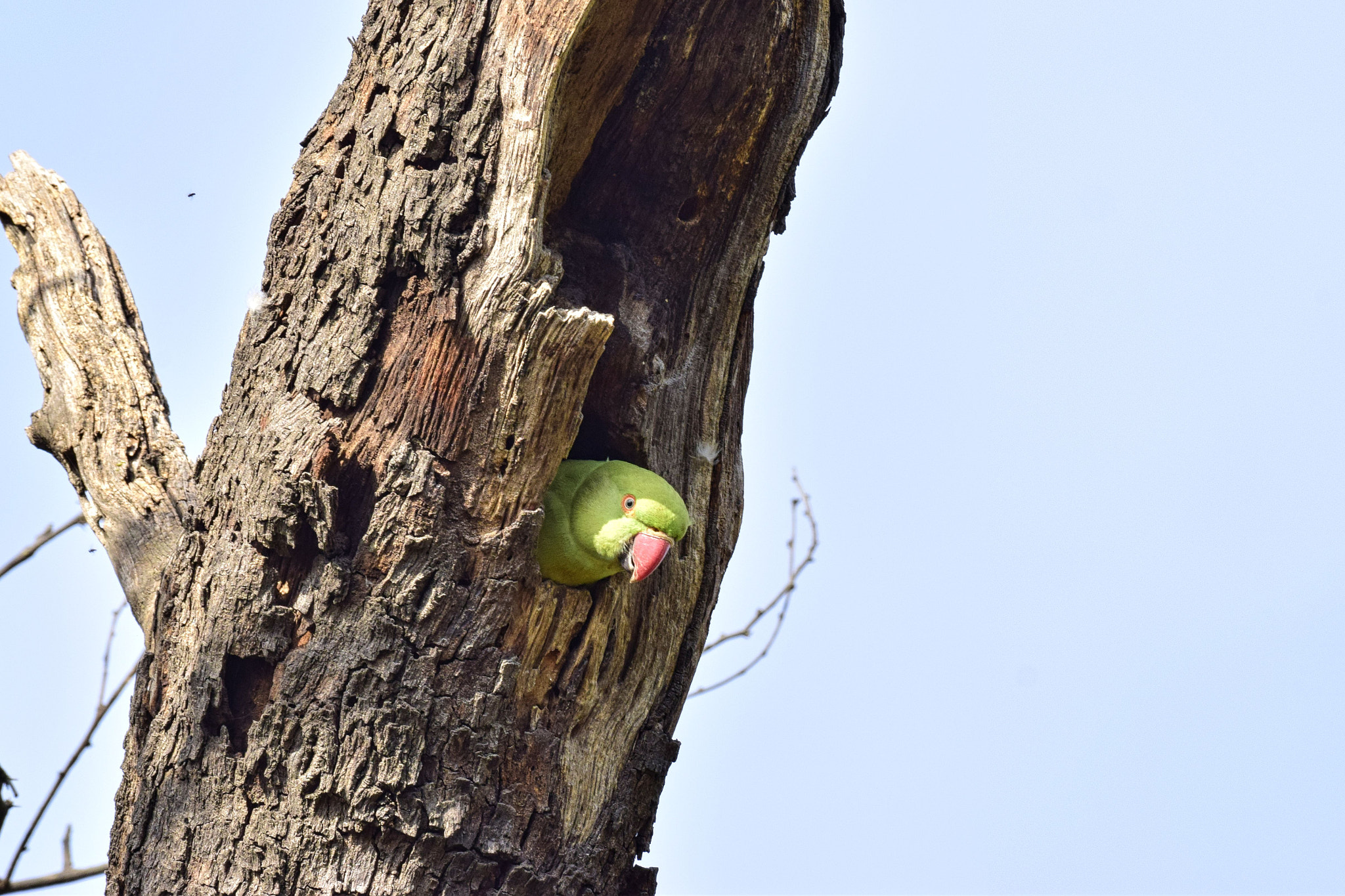 Nikon AF-S Nikkor 200-500mm F5.6E ED VR sample photo. Dsc photography