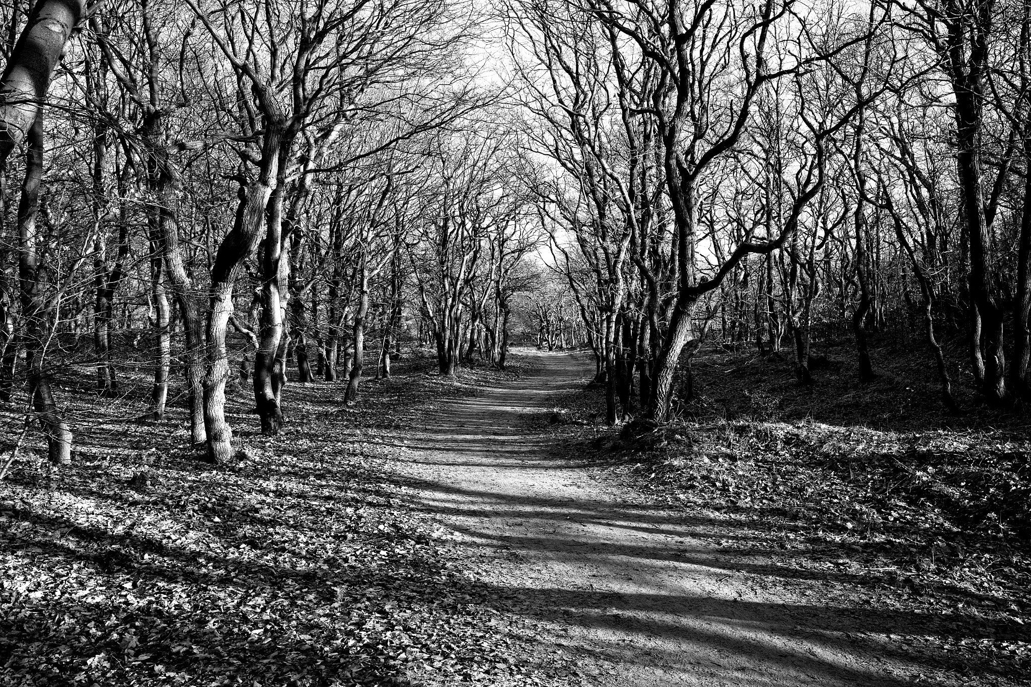 Fujifilm X-T10 + Fujifilm XF 23mm F2 R WR sample photo. Sheepfold forrest photography