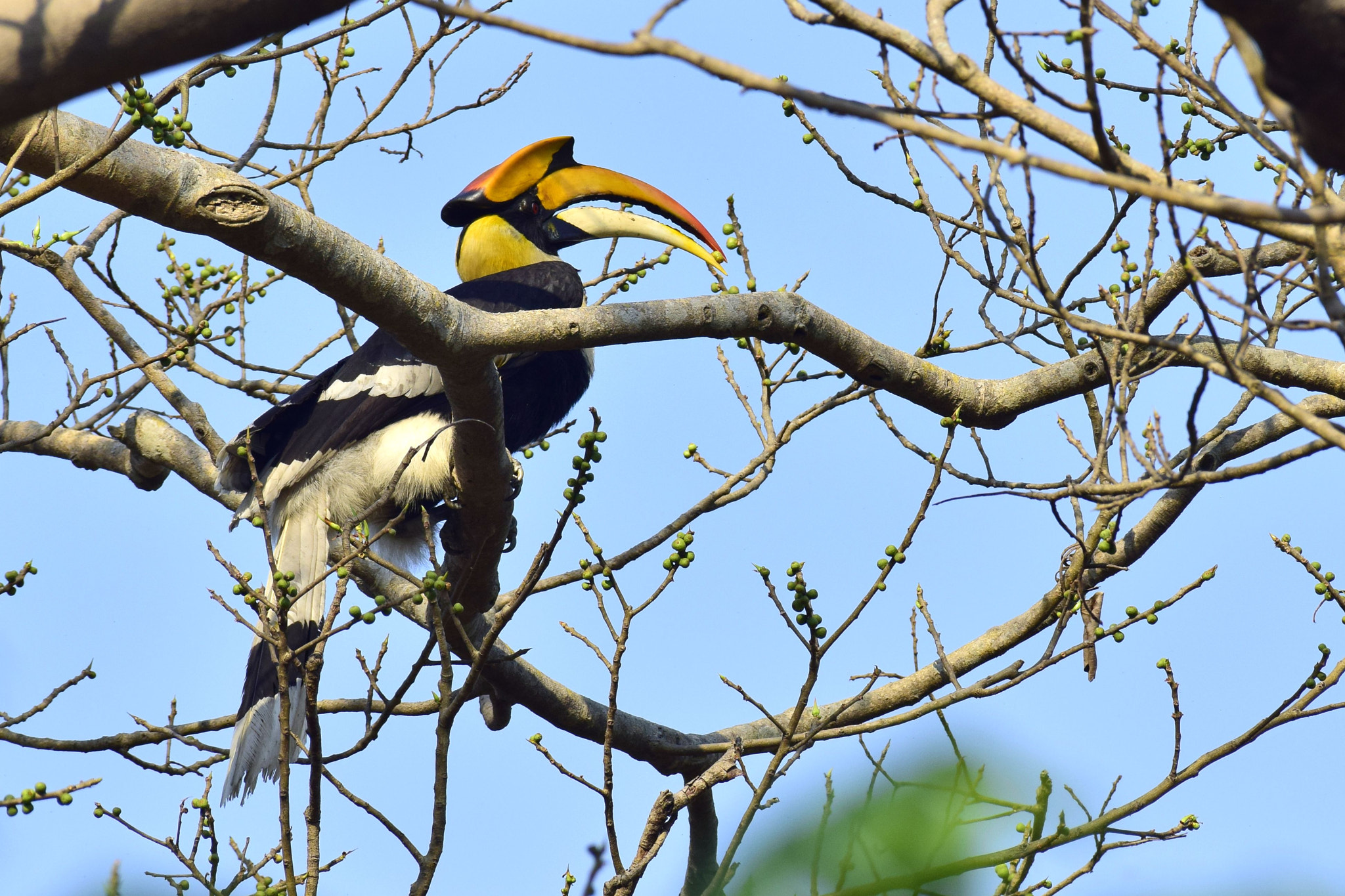 Nikon AF-S Nikkor 200-500mm F5.6E ED VR sample photo. Dsc photography