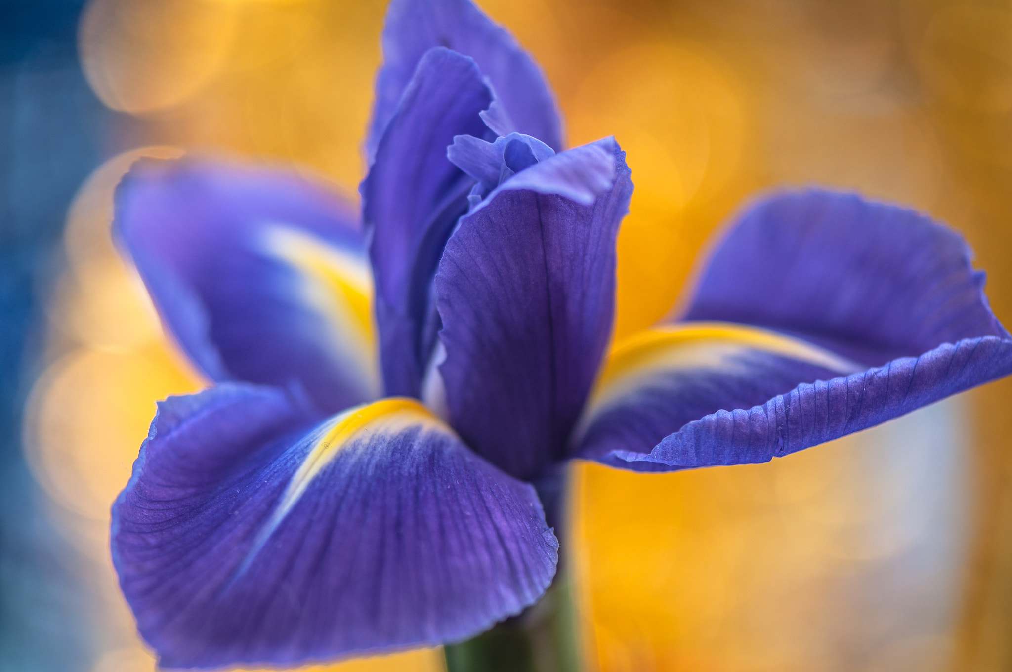 Nikon AF-S Micro-Nikkor 105mm F2.8G IF-ED VR sample photo. Dandy. Чепурун. photography