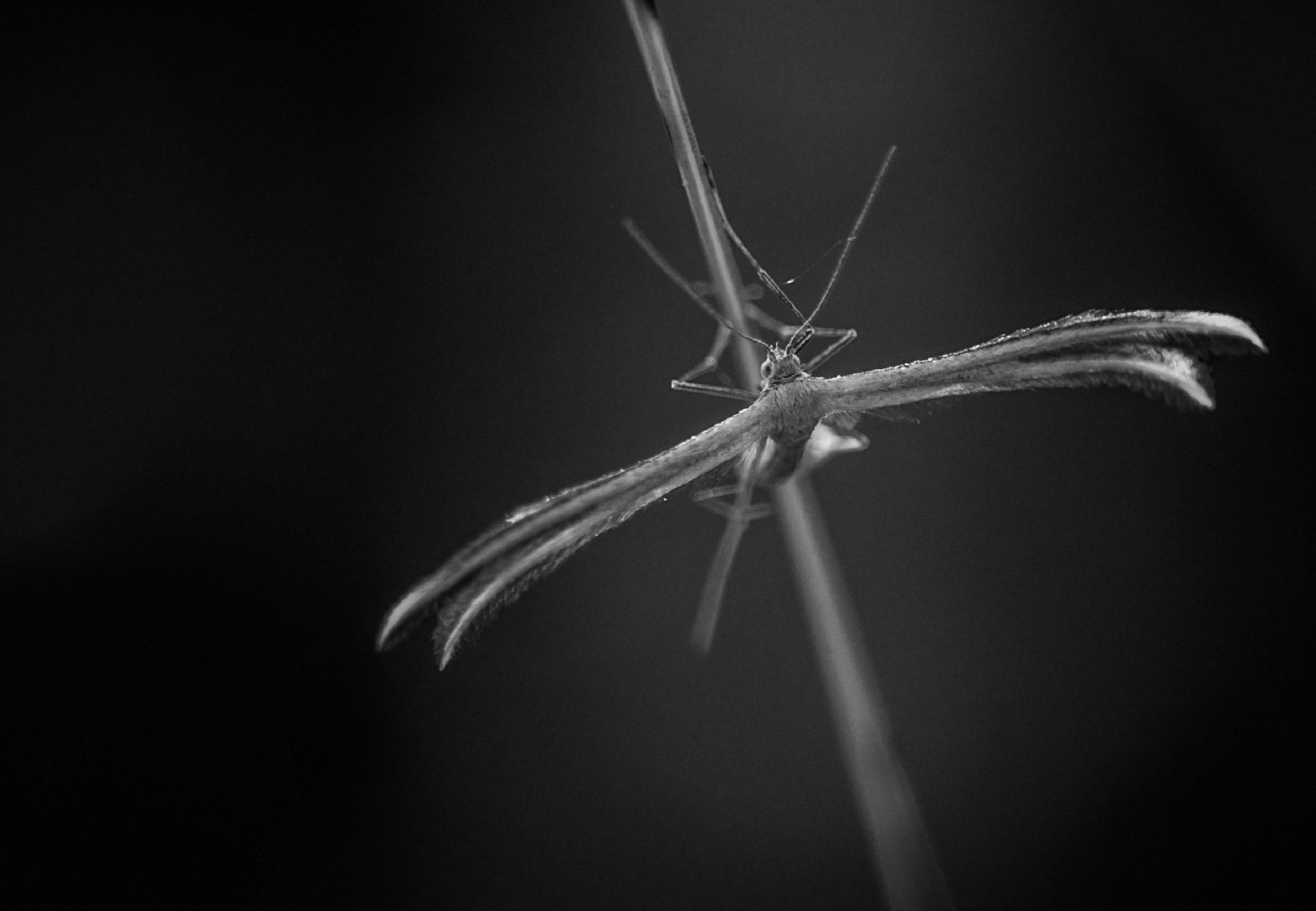 Nikon AF-S Micro-Nikkor 105mm F2.8G IF-ED VR sample photo. Forest fairy. Лісова фея. photography