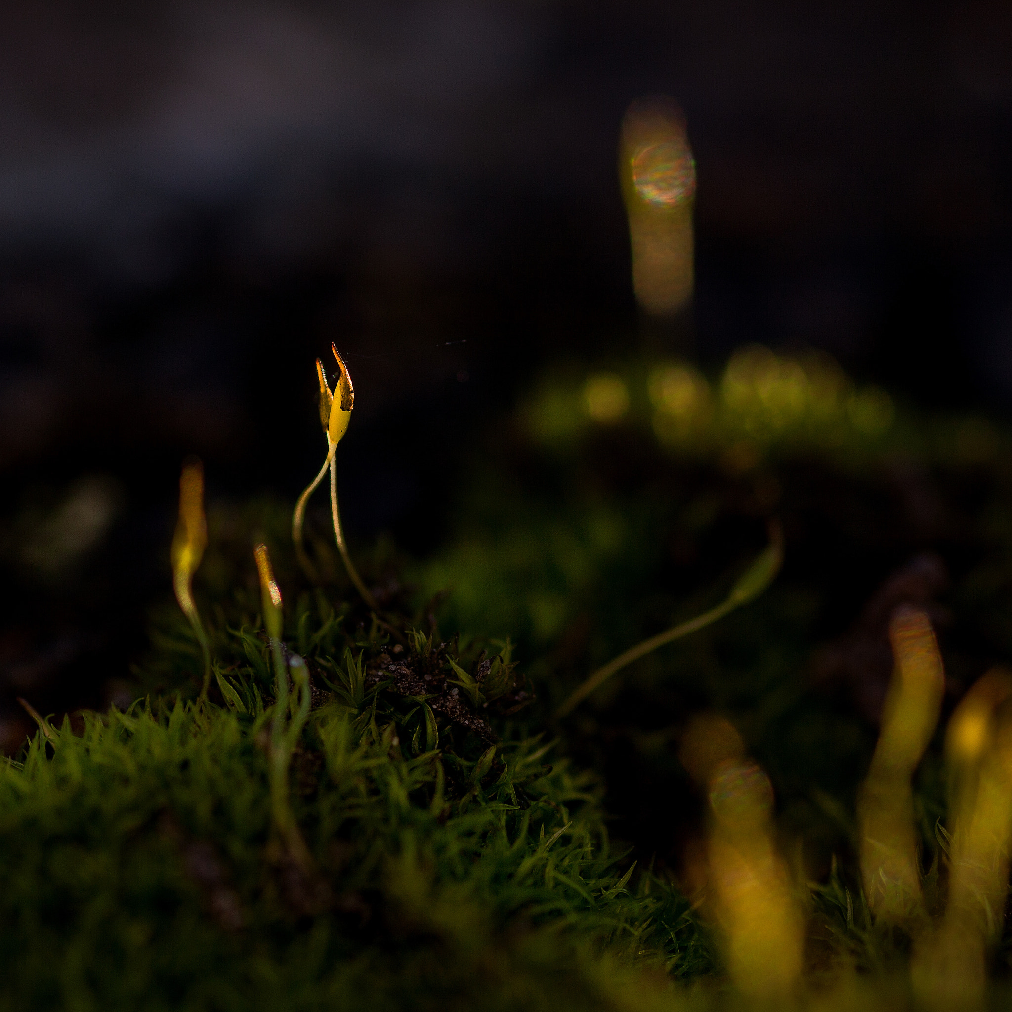 Canon EOS 5D Mark II + Tamron SP AF 90mm F2.8 Di Macro sample photo. Moss photography