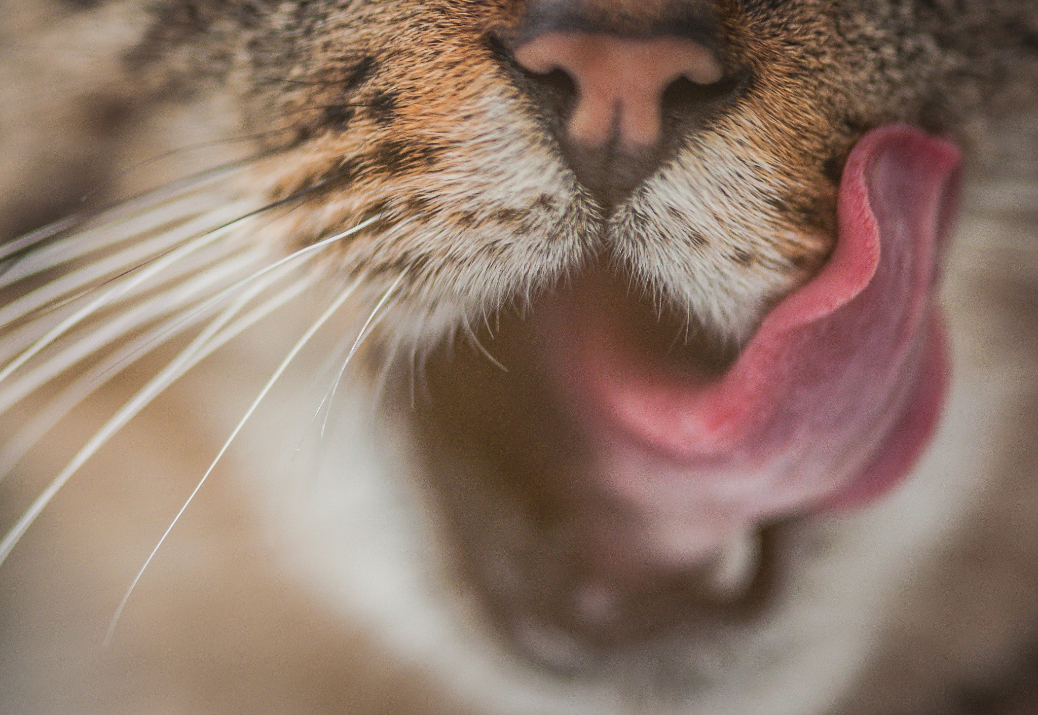 Nikon AF-S Micro-Nikkor 105mm F2.8G IF-ED VR sample photo. Yummy! Смачно! photography