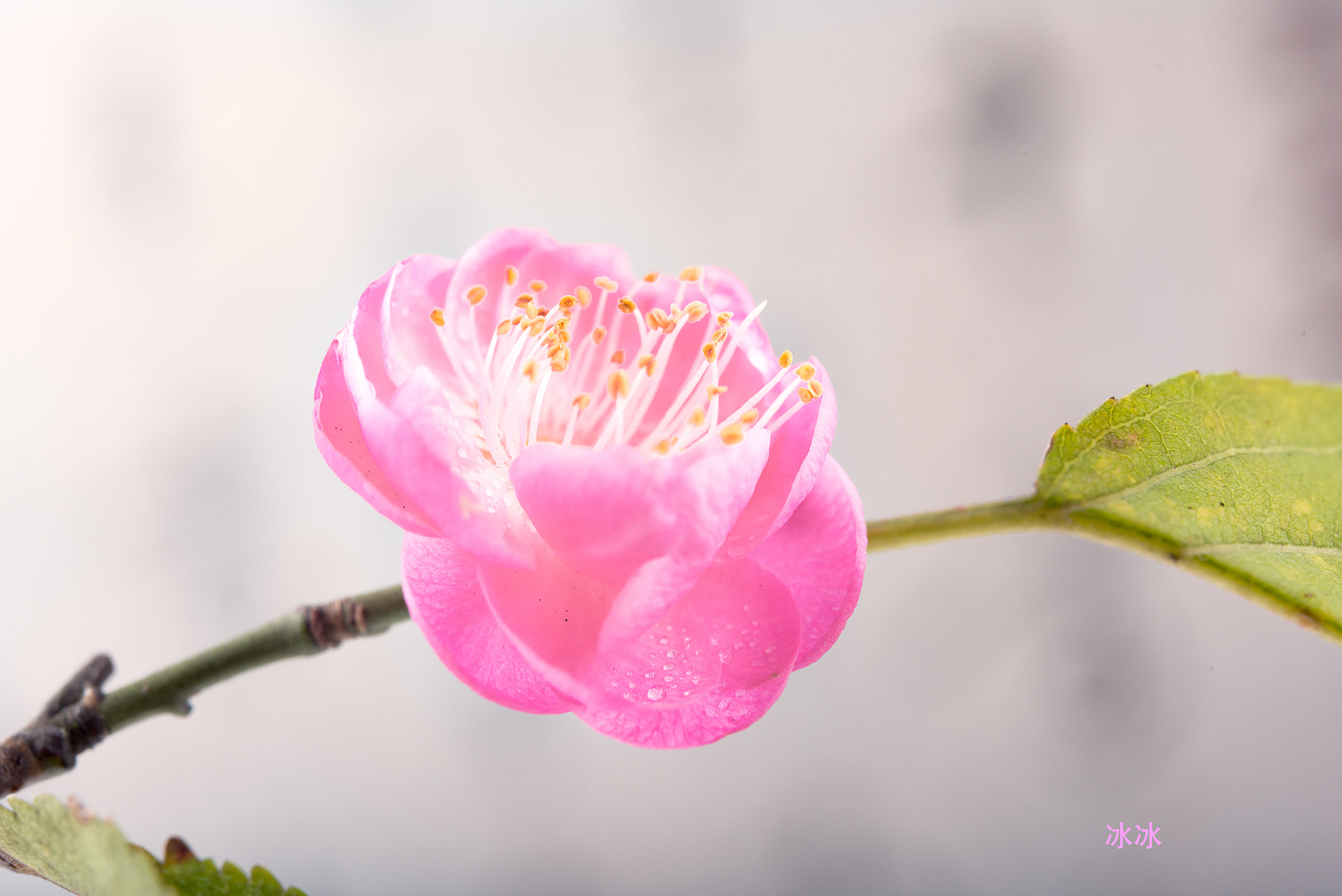 Nikon AF-S Micro-Nikkor 60mm F2.8G ED sample photo. Dsc photography