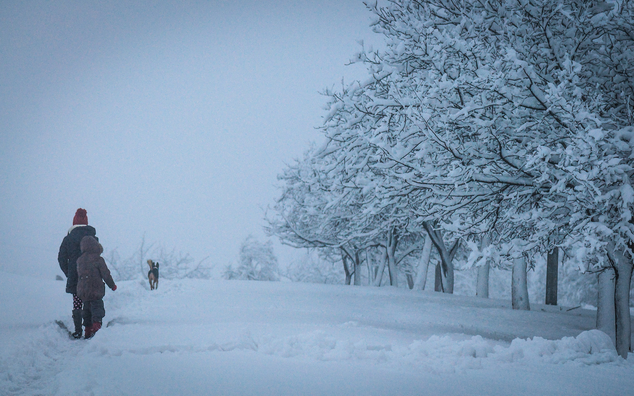 Nikon AF-S Micro-Nikkor 105mm F2.8G IF-ED VR sample photo. A walk in the fog photography