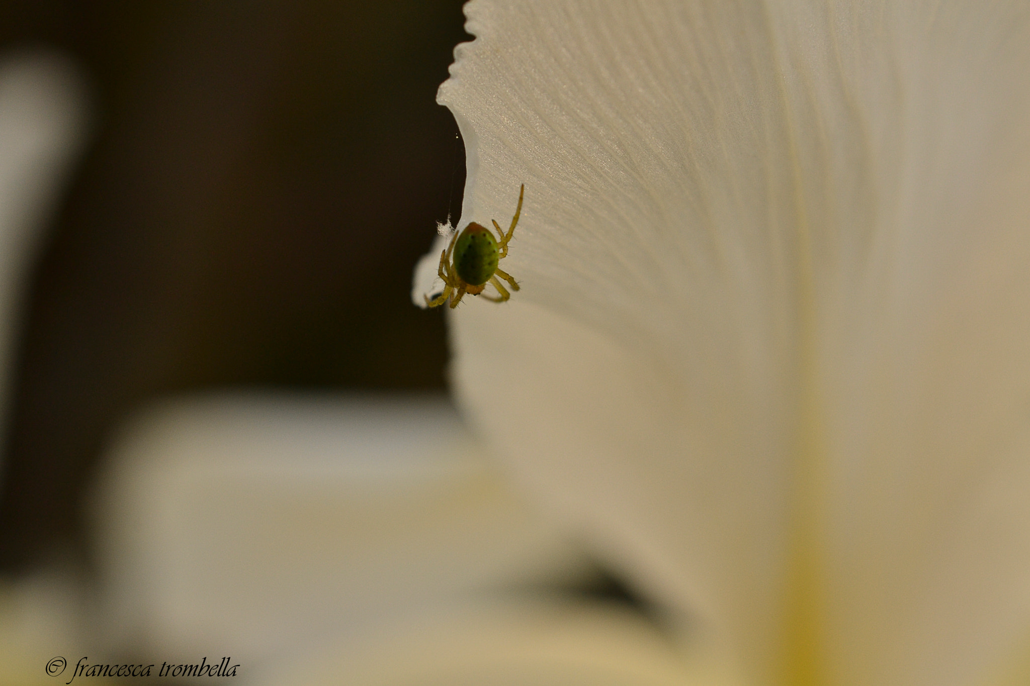 Nikon AF-S DX Micro Nikkor 40mm F2.8 sample photo. Inquilino photography