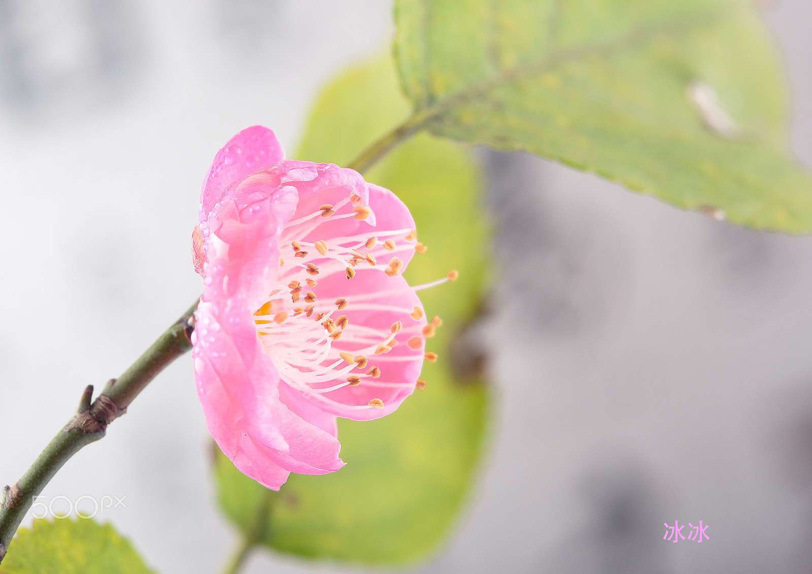 Nikon AF-S Micro-Nikkor 60mm F2.8G ED sample photo. Red plum photography