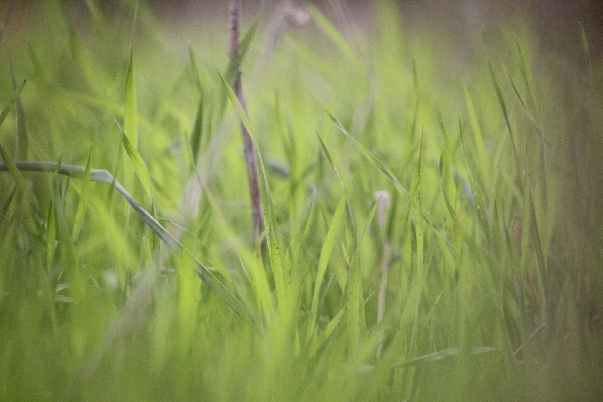 Canon EF-S 55-250mm F4-5.6 IS STM sample photo. Memories photography