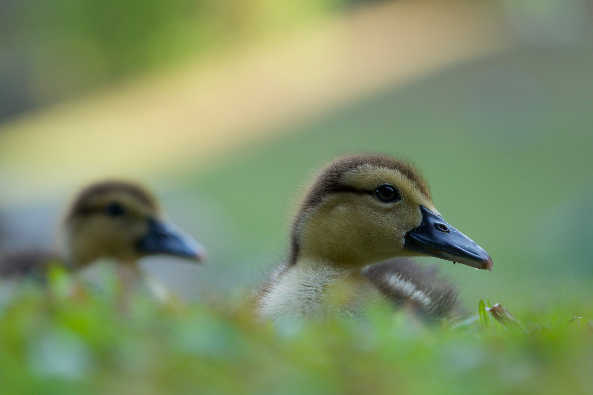 Sony a6000 + Sony FE 70-200mm F4 G OSS sample photo. Ducklings in the grass photography