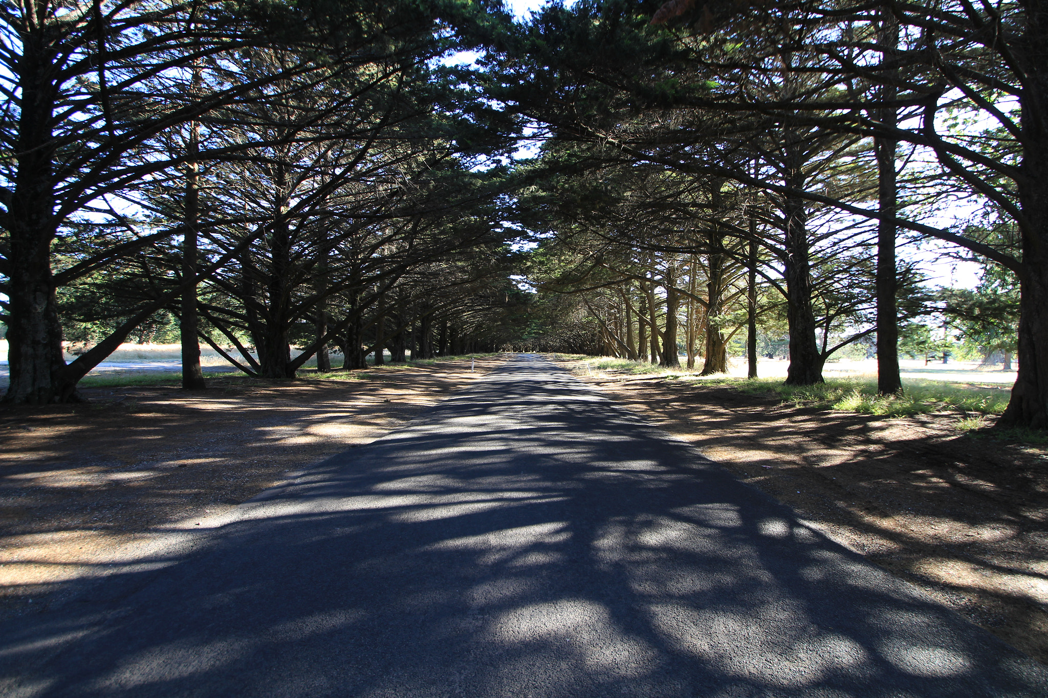 Sigma 10-20mm F3.5 EX DC HSM sample photo. Victoria park avenue photography